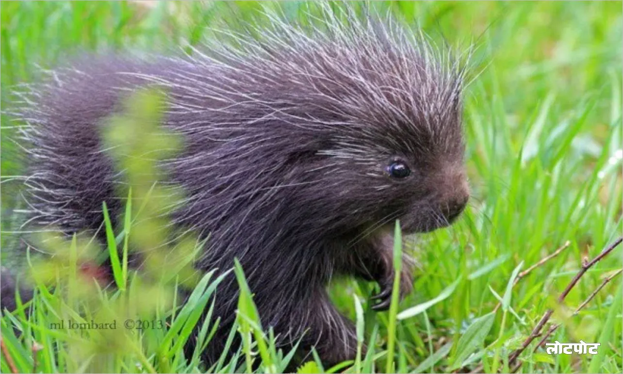 Know the unique secrets of the cute porcupine