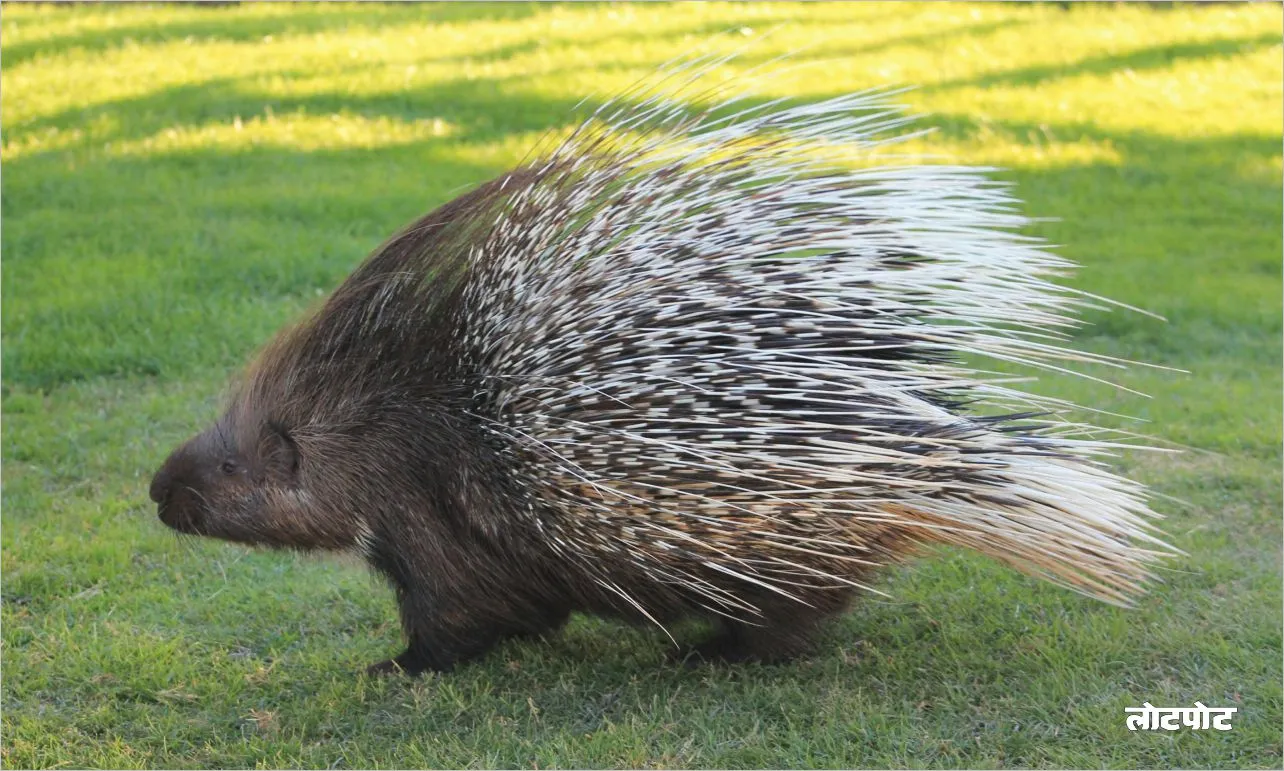 Know the unique secrets of the cute porcupine