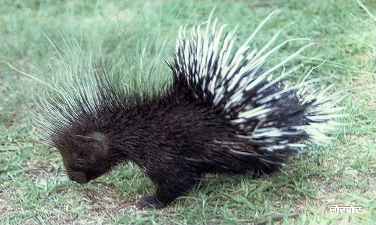 Know the unique secrets of the cute porcupine