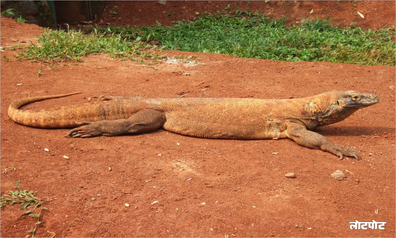 Komodo Dragon Unique Predator of the Jungle