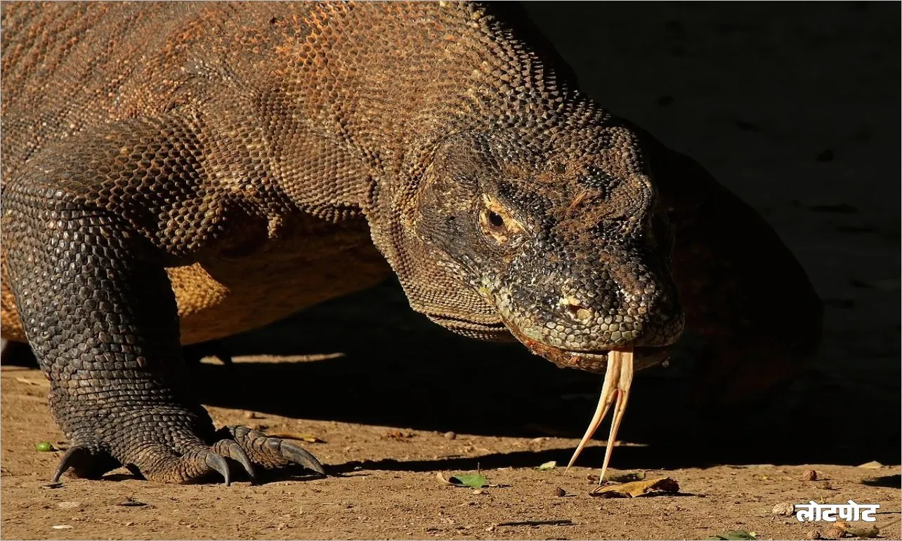 Komodo Dragon Unique Predator of the Jungle