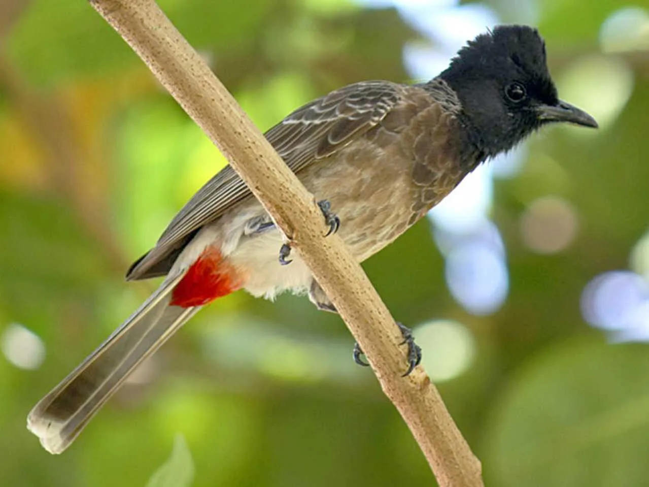 bulbul bird