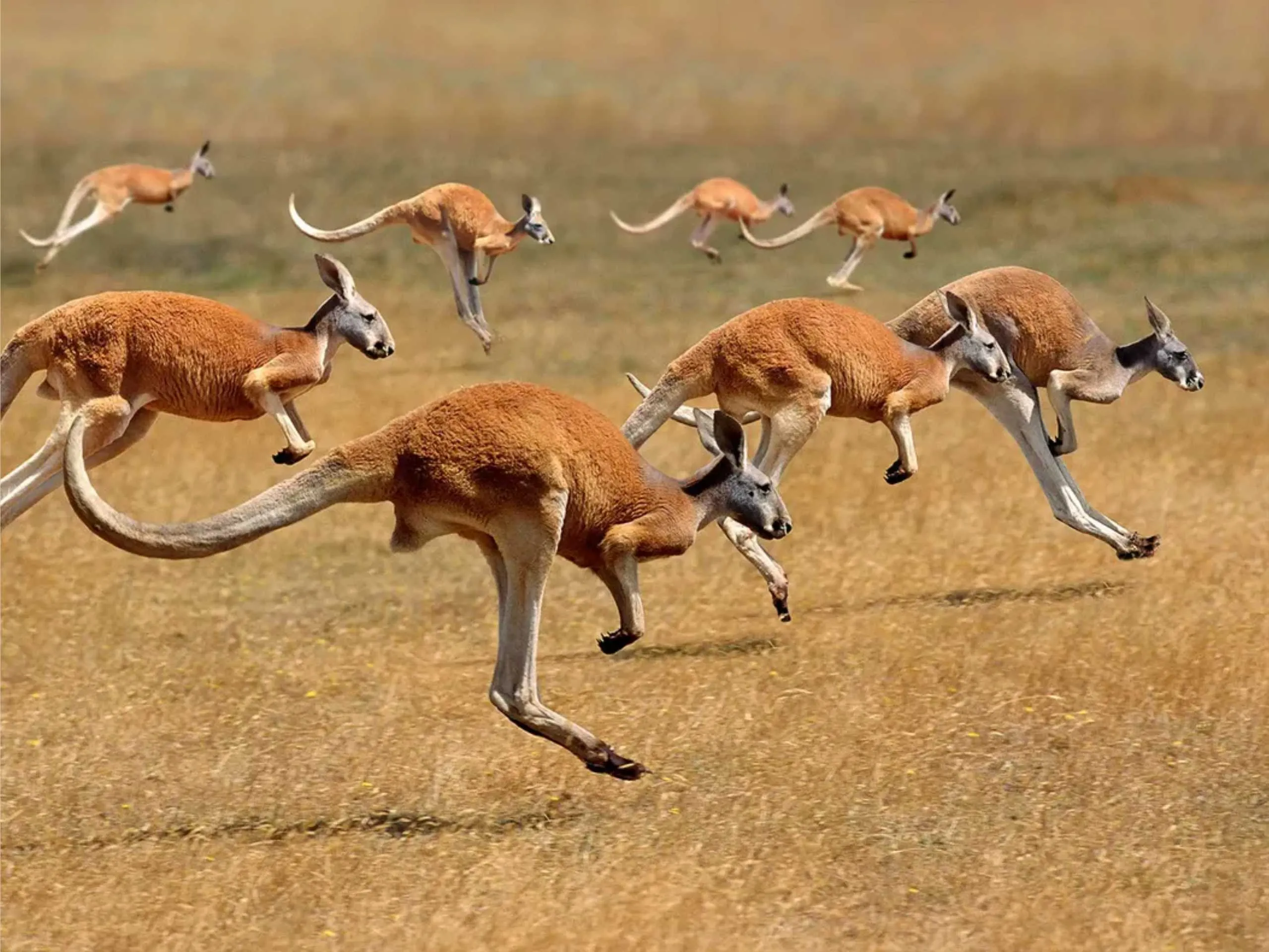 Kangaroo