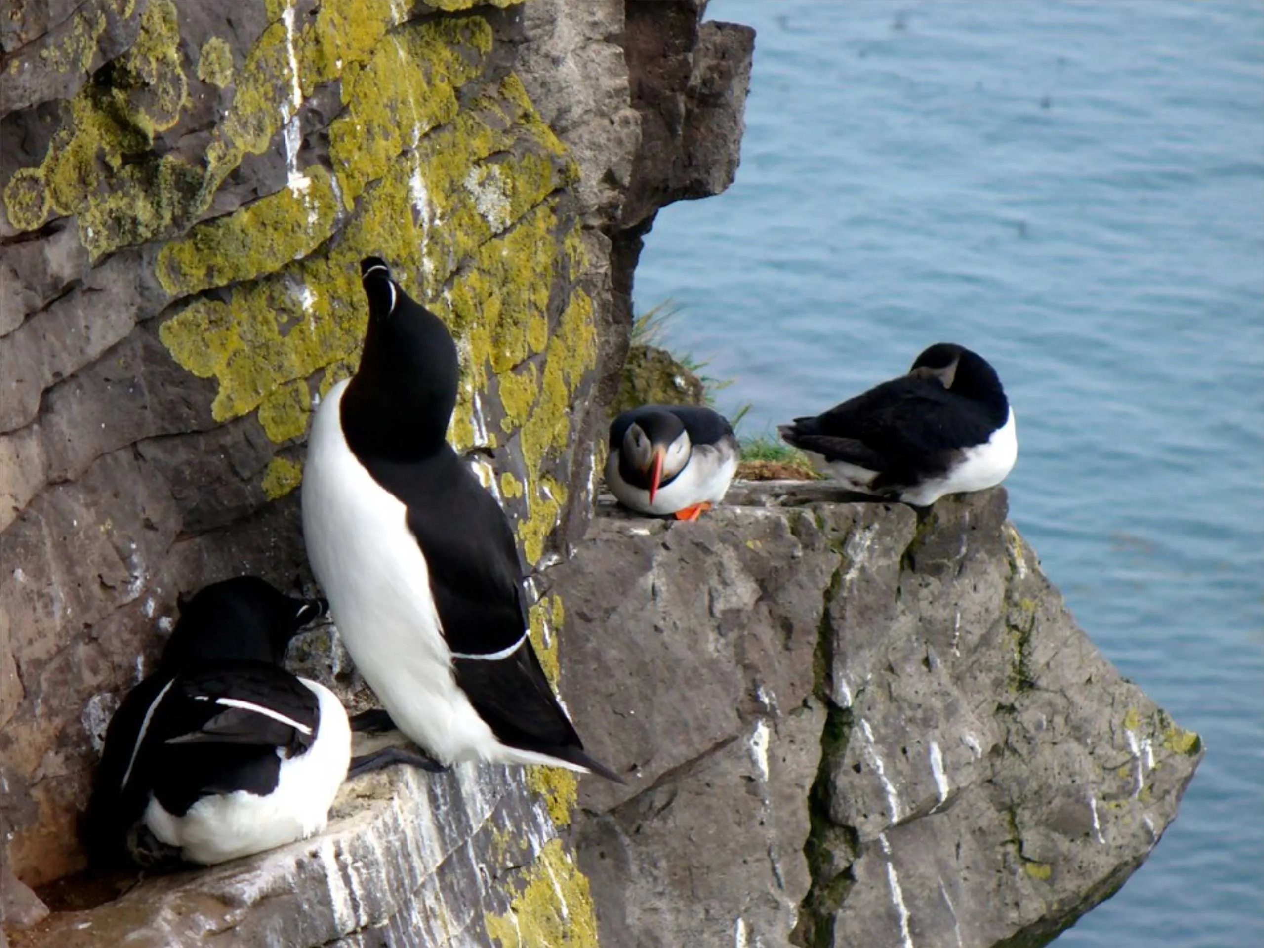 razorbill