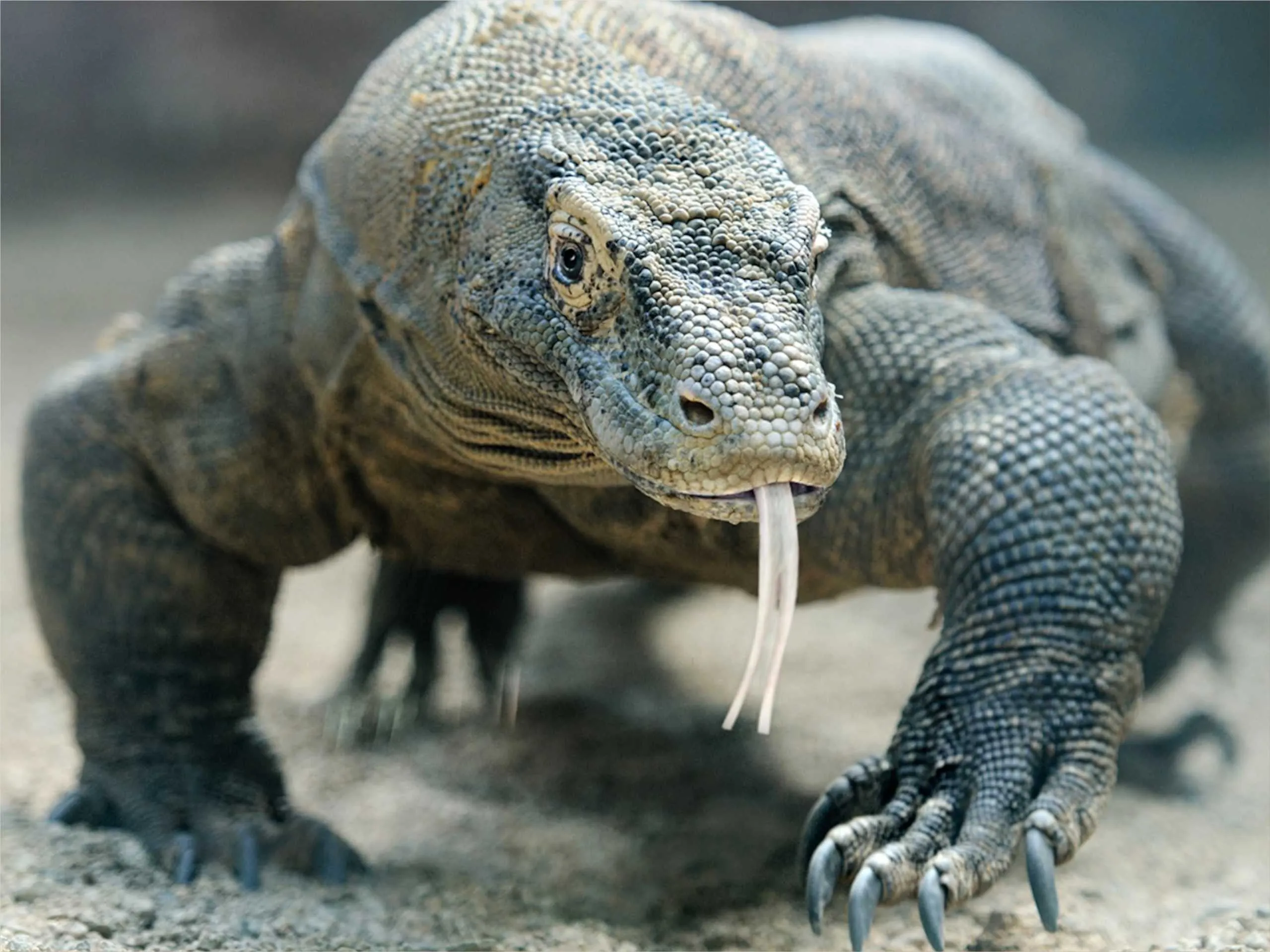 komodo dragon 