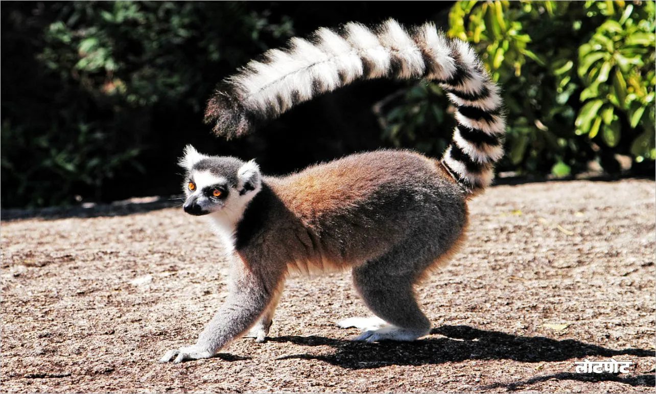 Lemur mischievous and interesting animal of the jungle