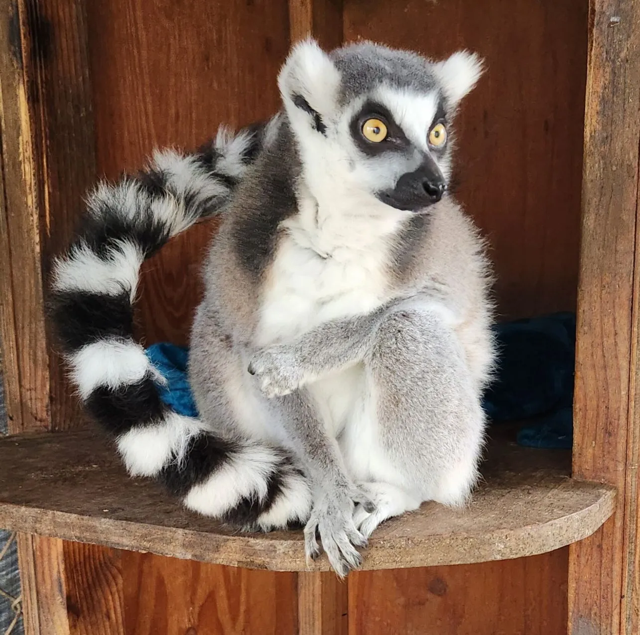 Lemur mischievous and interesting animal of the jungle