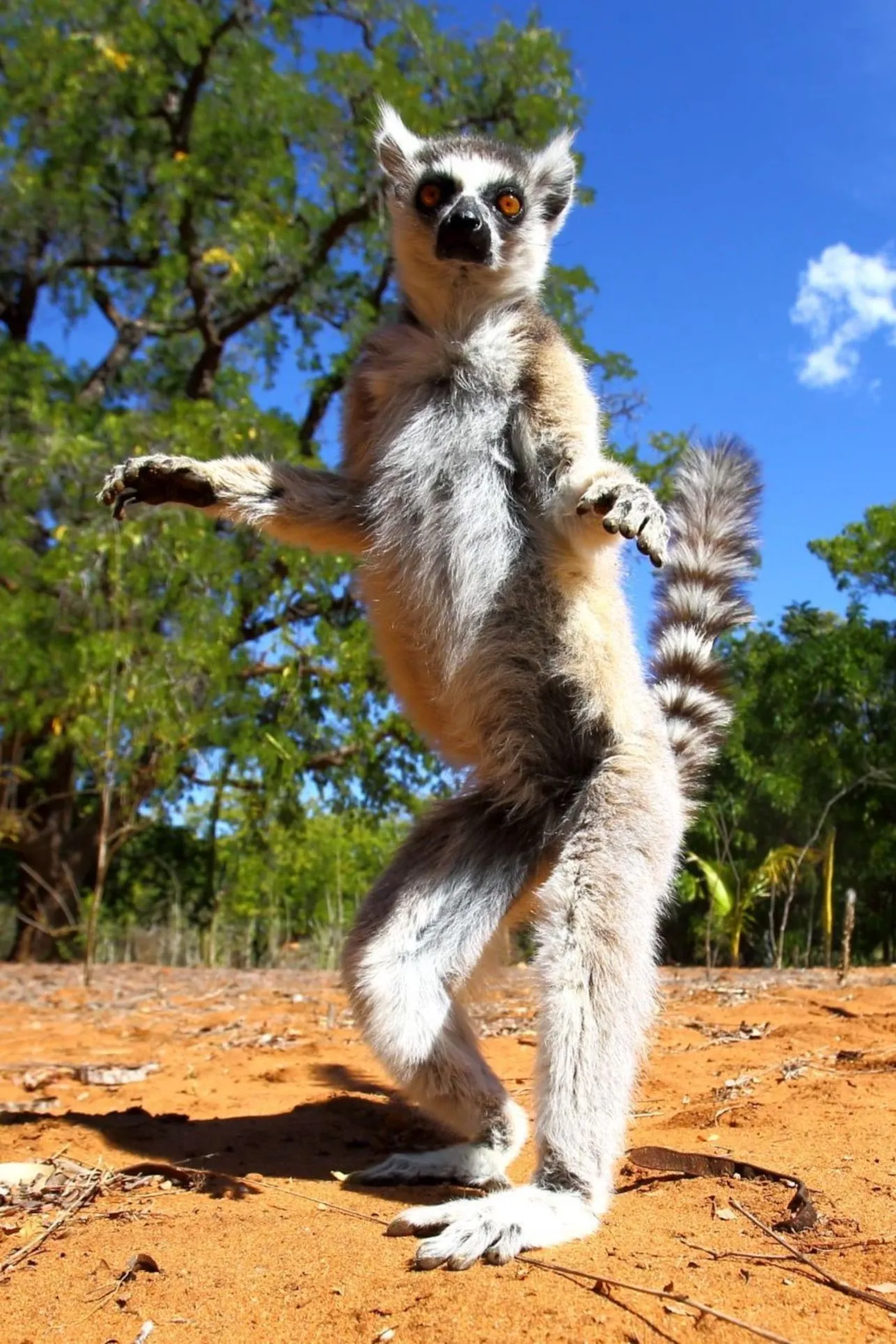 Lemur mischievous and interesting animal of the jungle