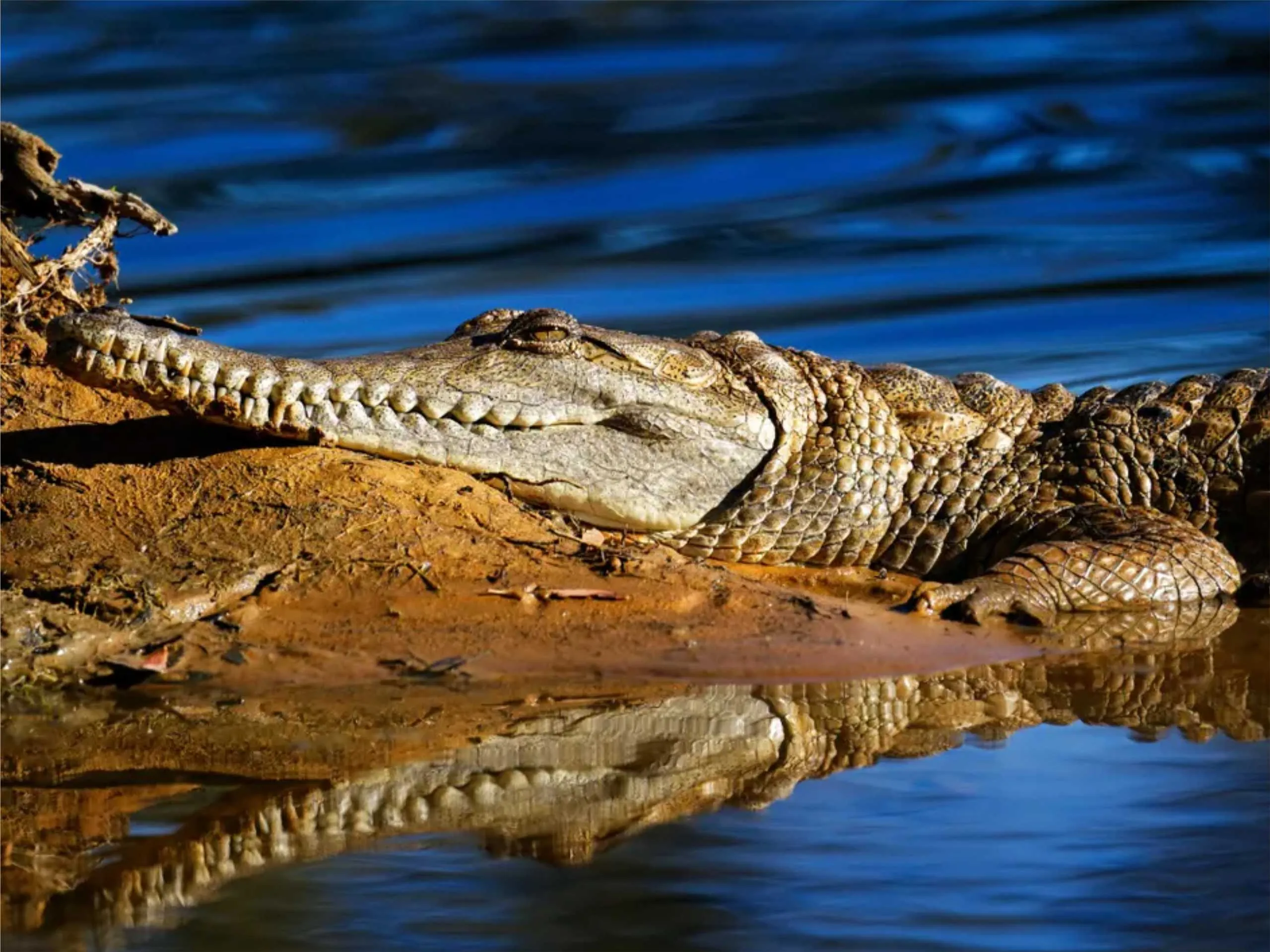 Fresh Water crocodile in his natural habitat