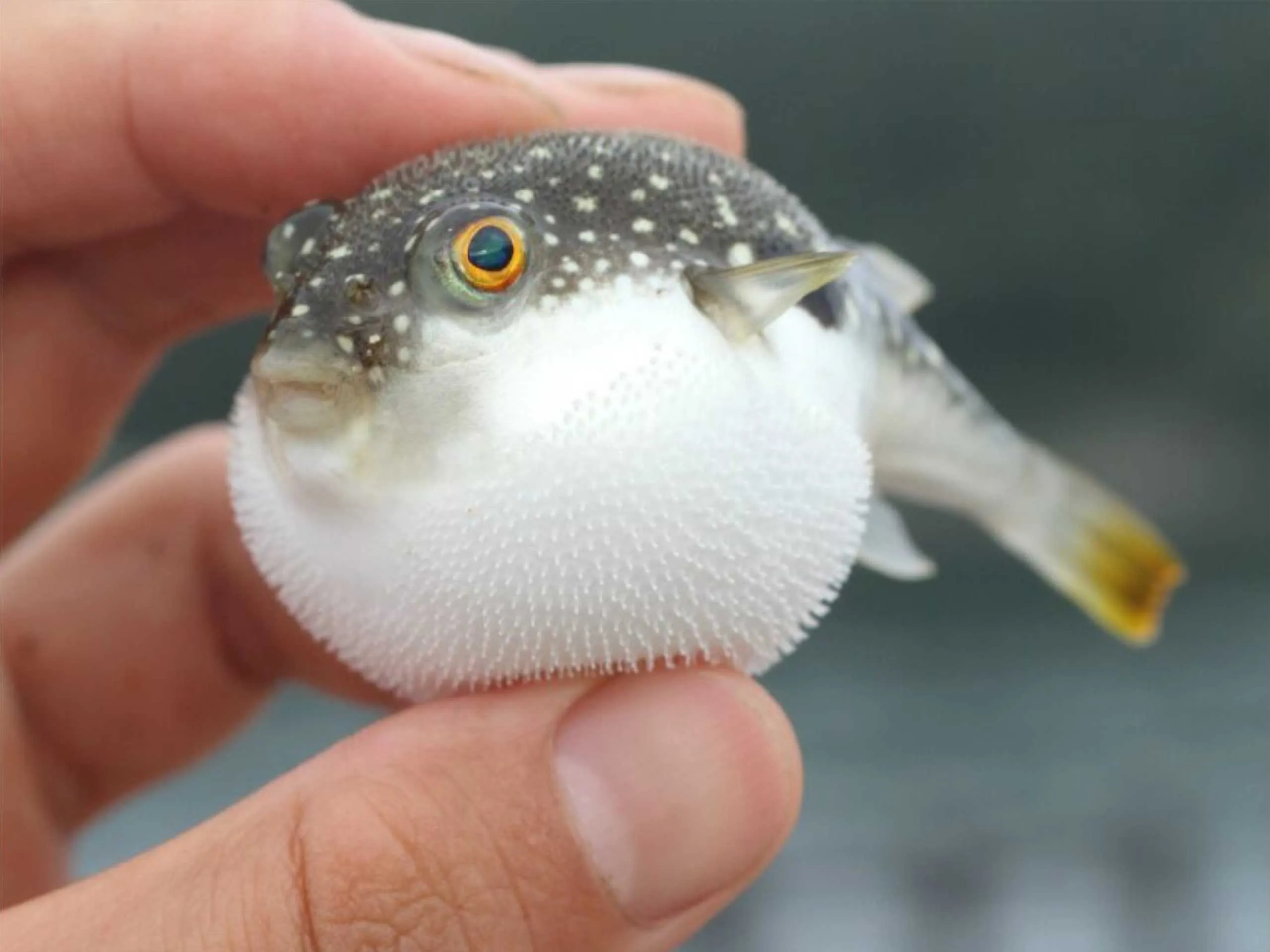 Puffer Fish