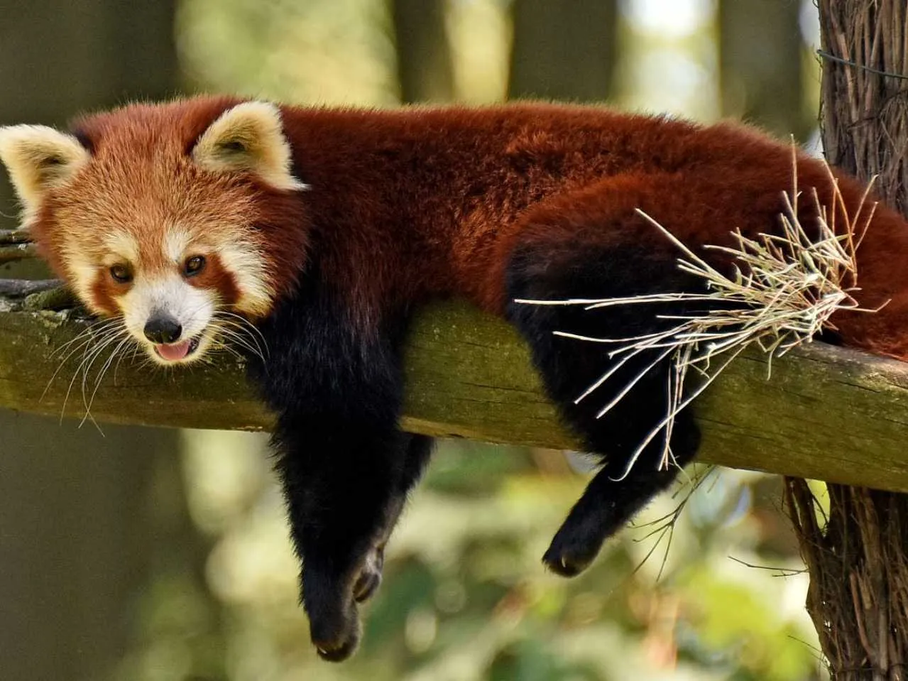 Red Panda in hot weather