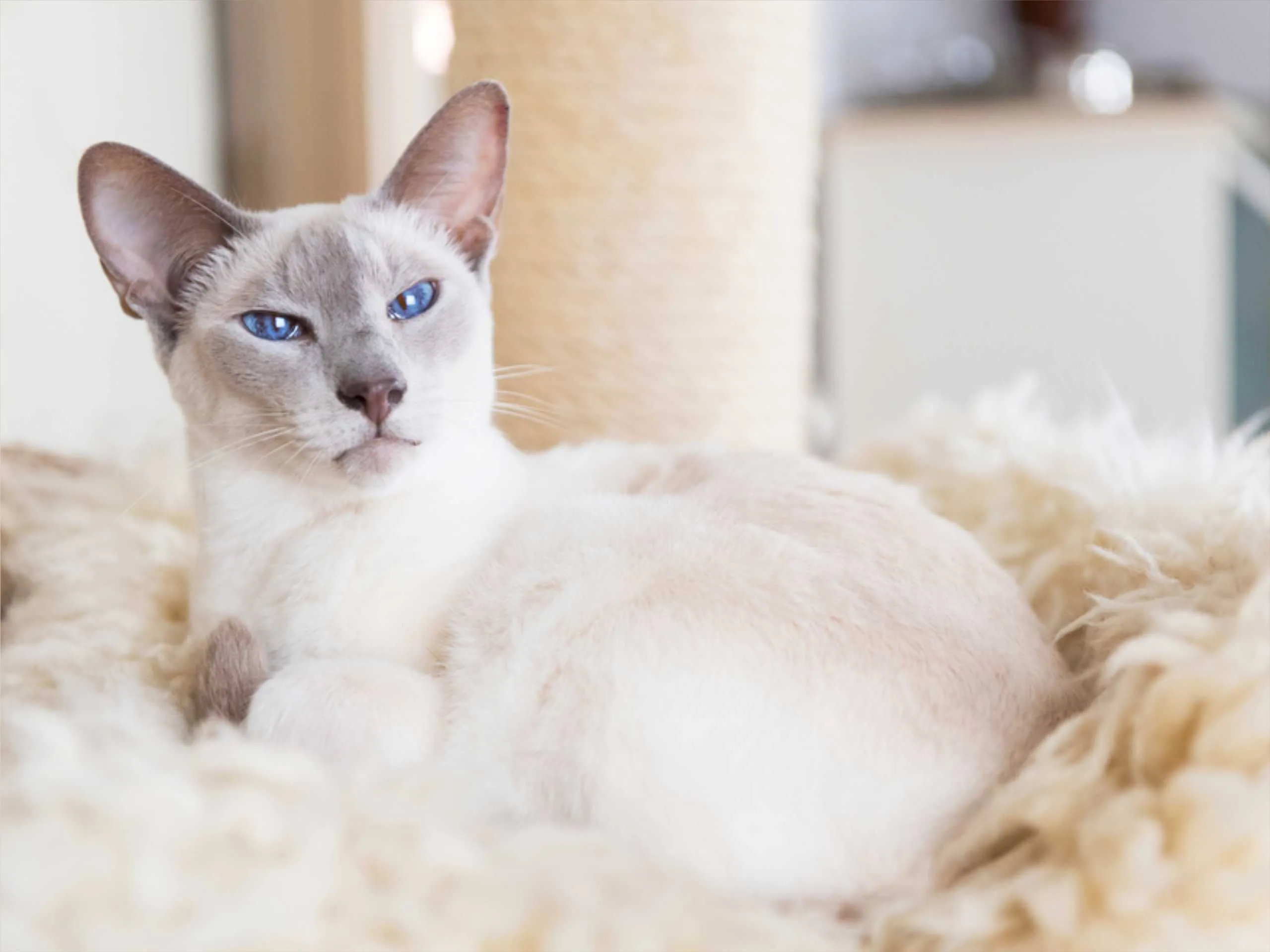 siamese cat