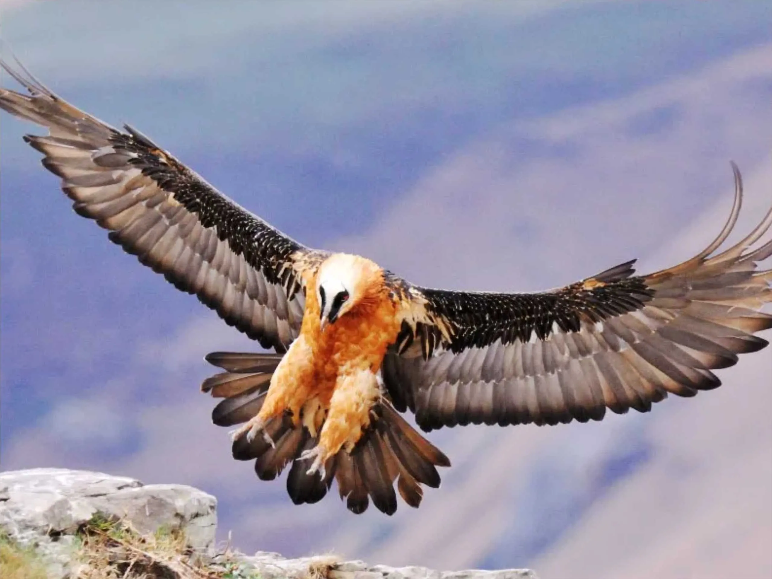 bearded vulture