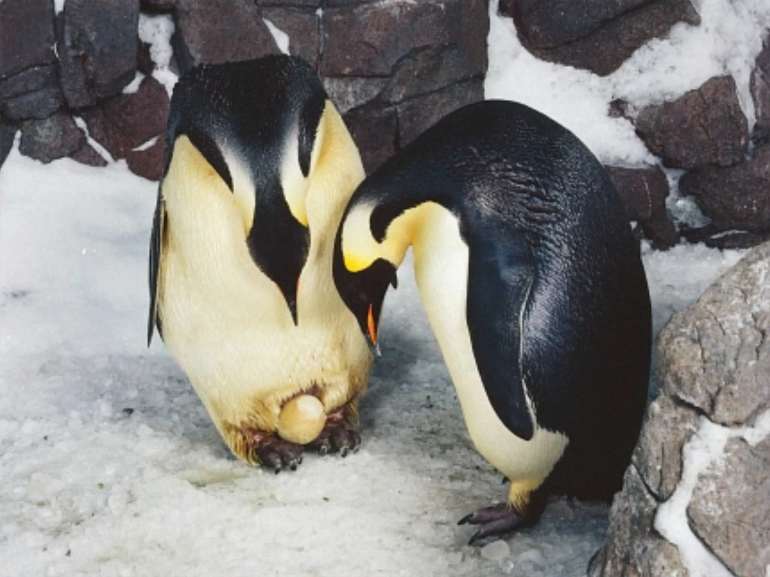 emperor penguin