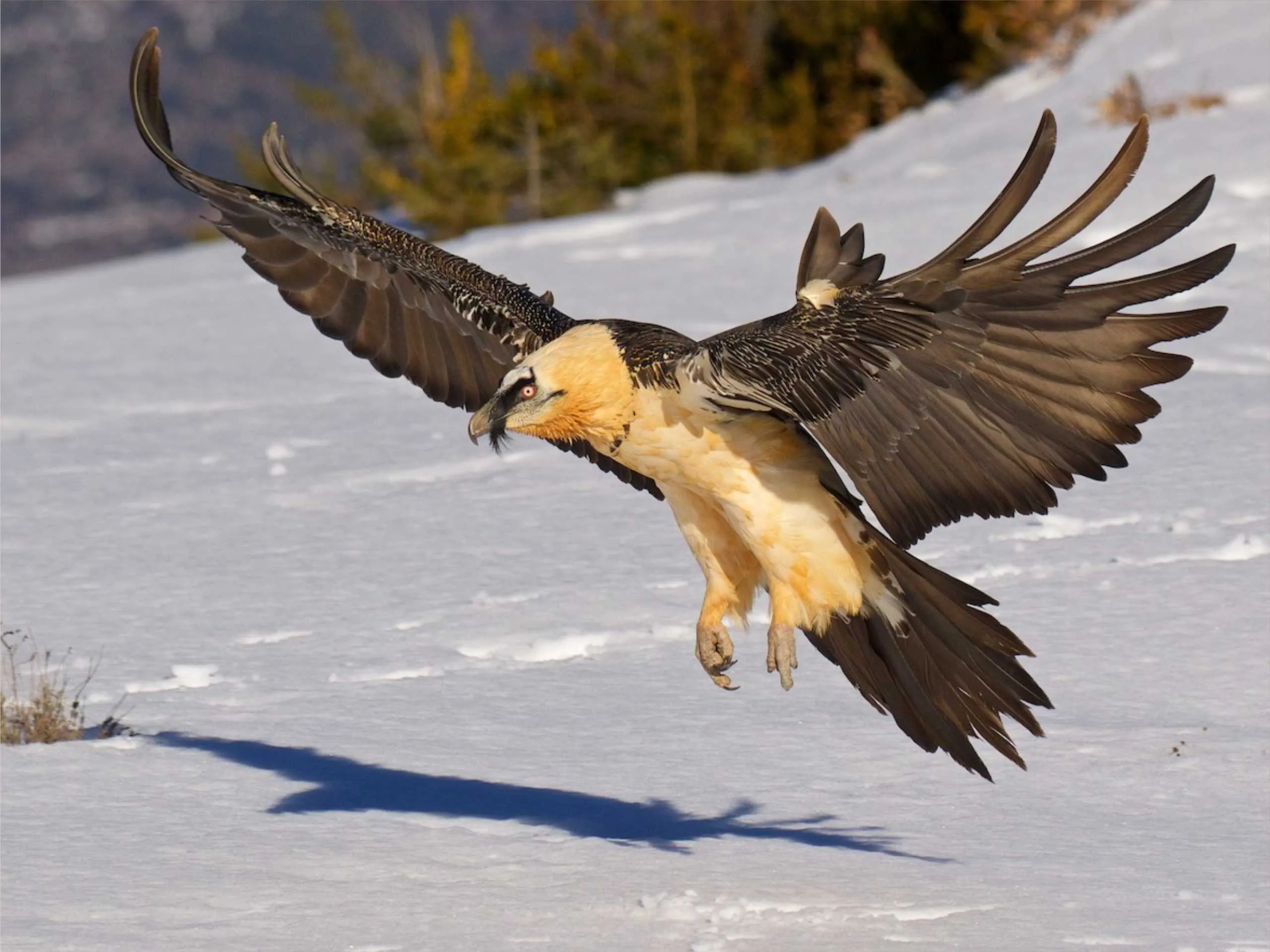 bearded vulture