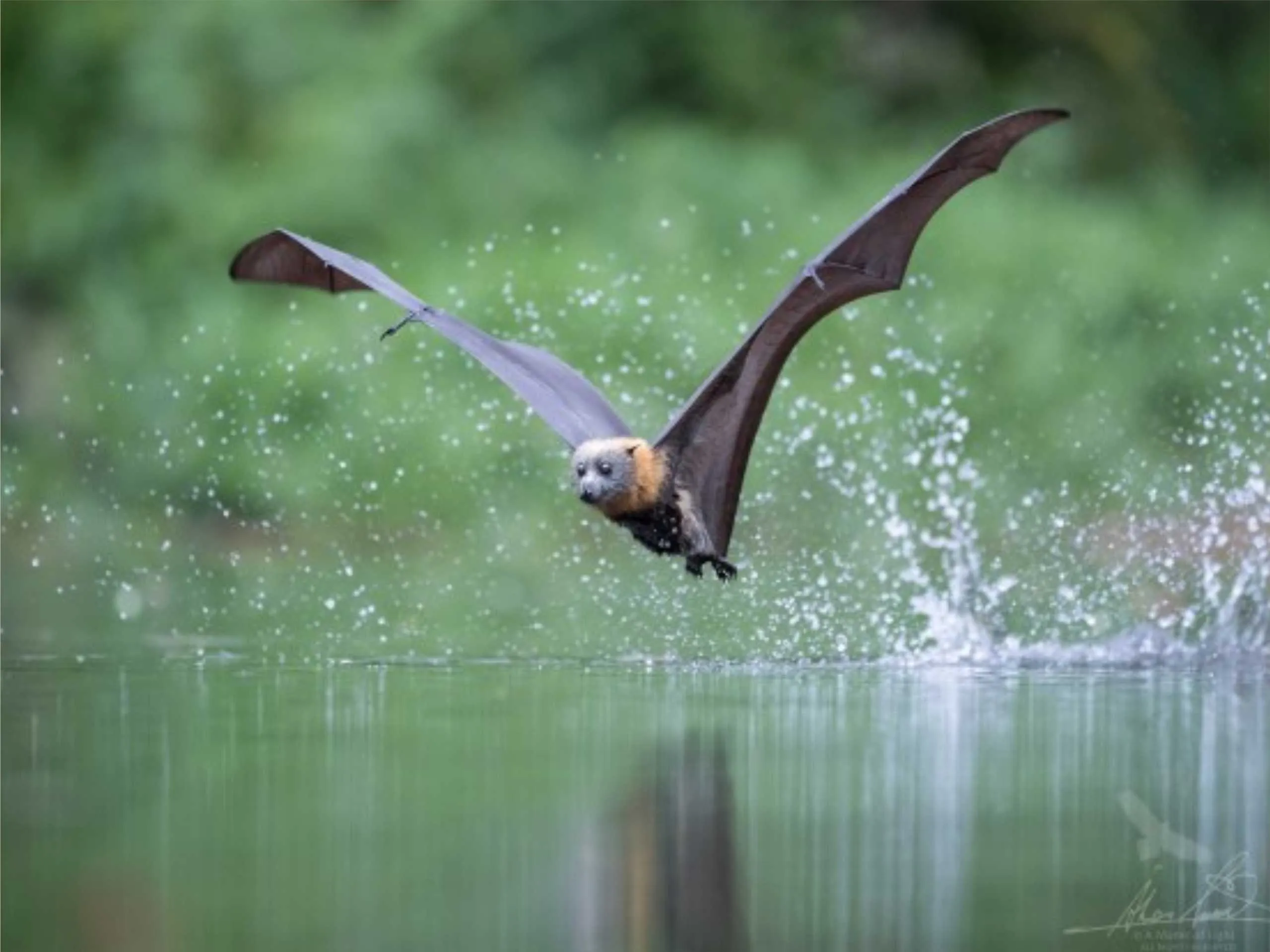 Flying Fox Bat