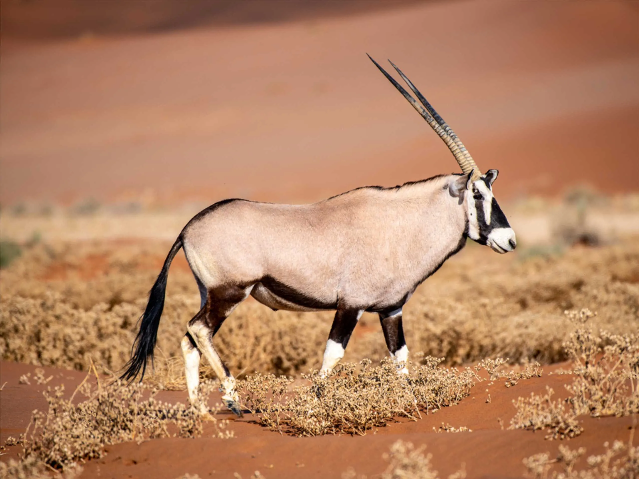 oryx