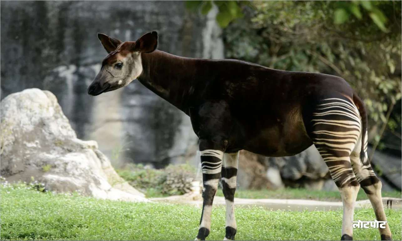 Okapi The wild unique combination of a giraffe and a zebra