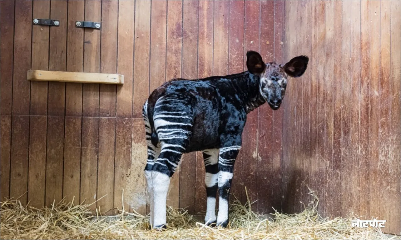 Okapi The wild unique combination of a giraffe and a zebra