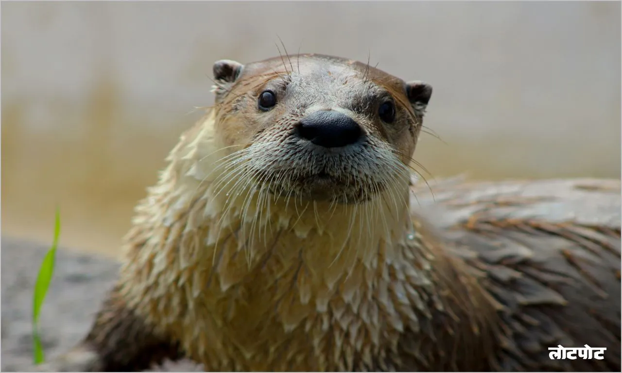 Otters Perfect swimmer of aquatic life