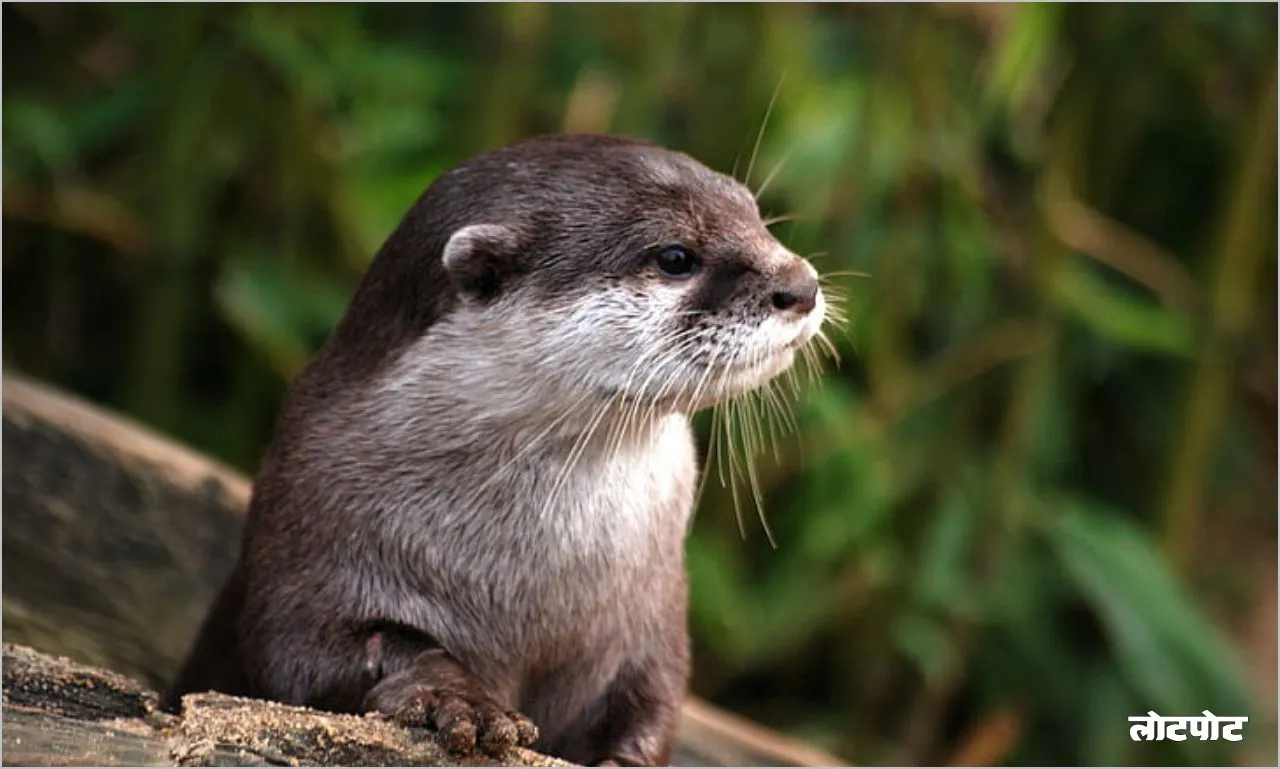 Otters Perfect swimmer of aquatic life