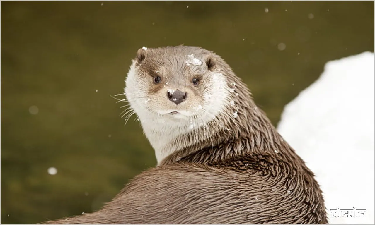 Otters Perfect swimmer of aquatic life