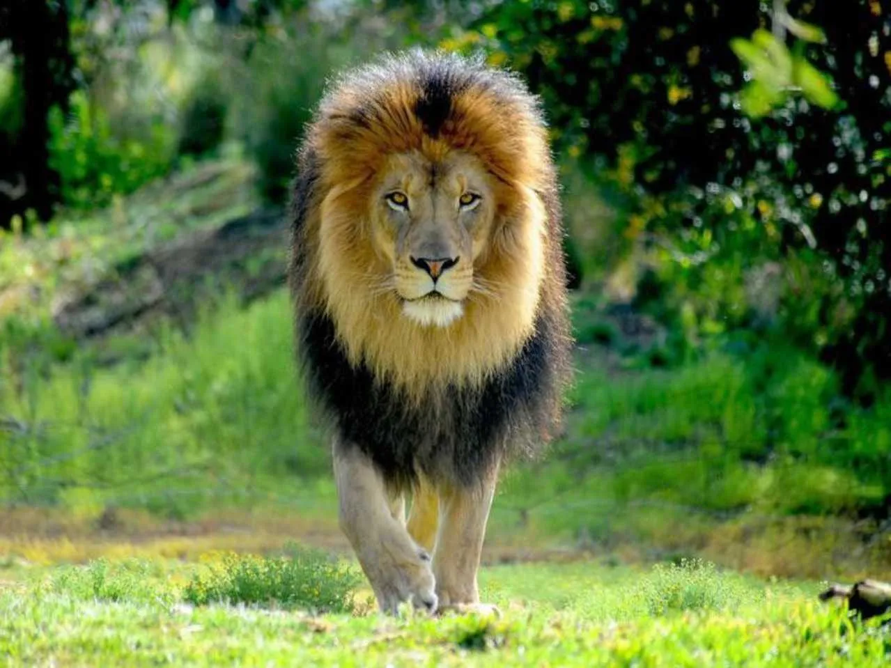 african lion