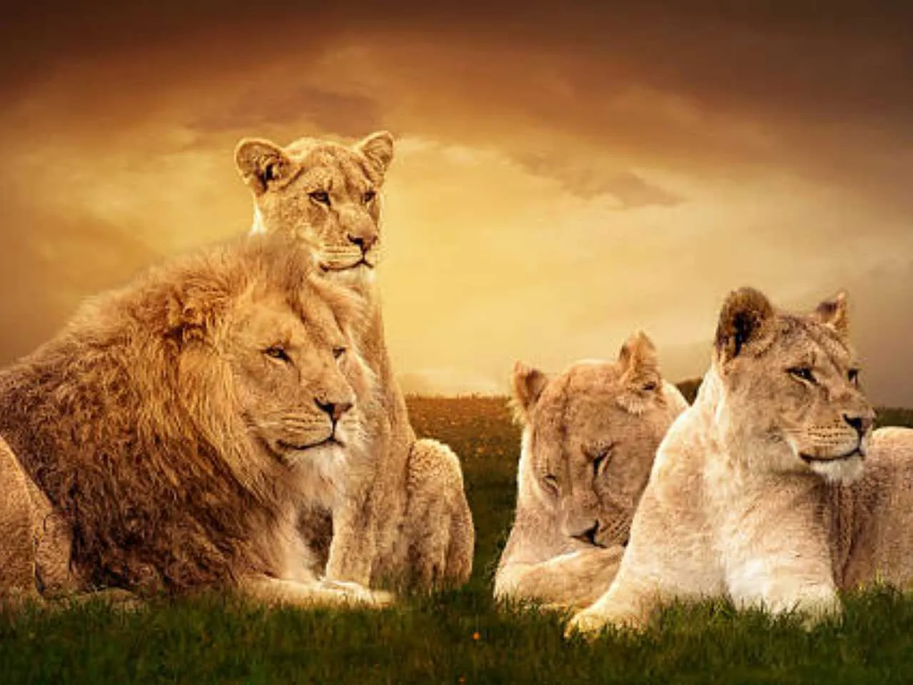 Lion family pride