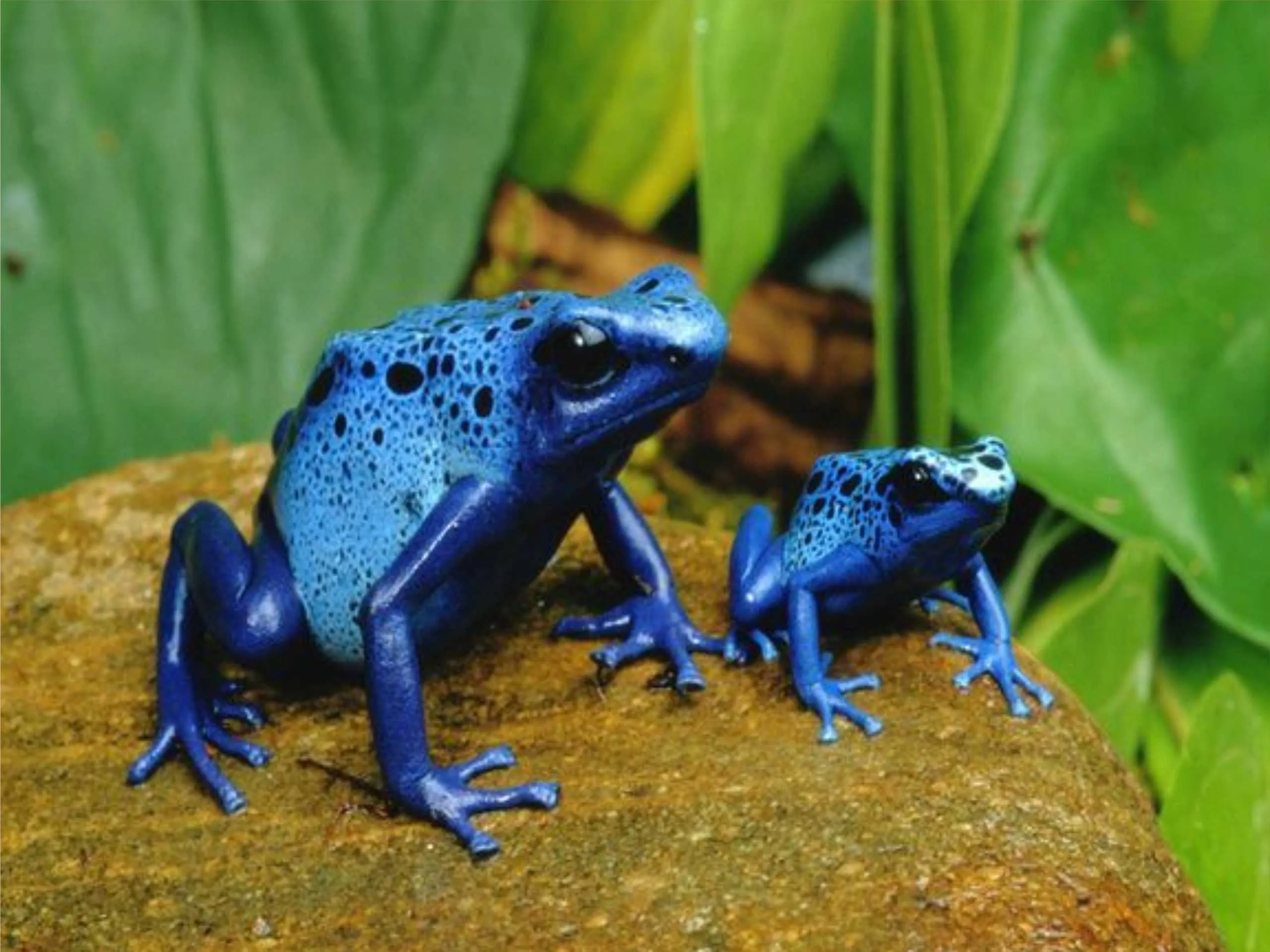 dart frog