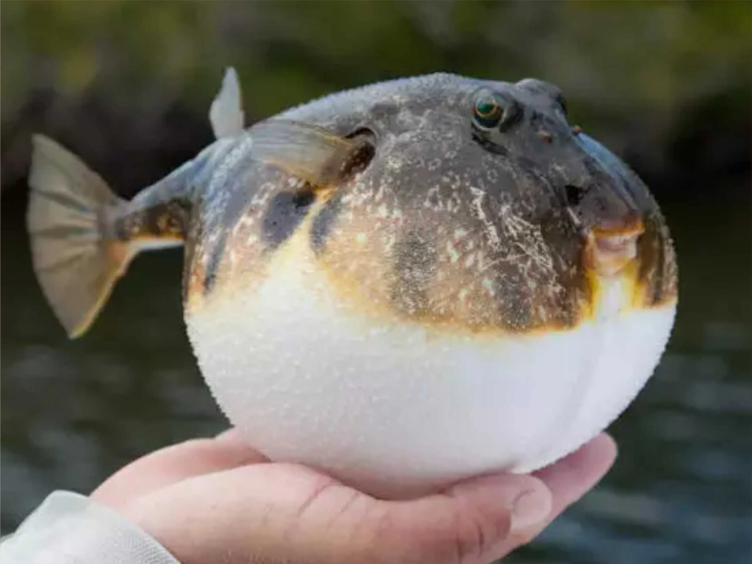 Puffer Fish