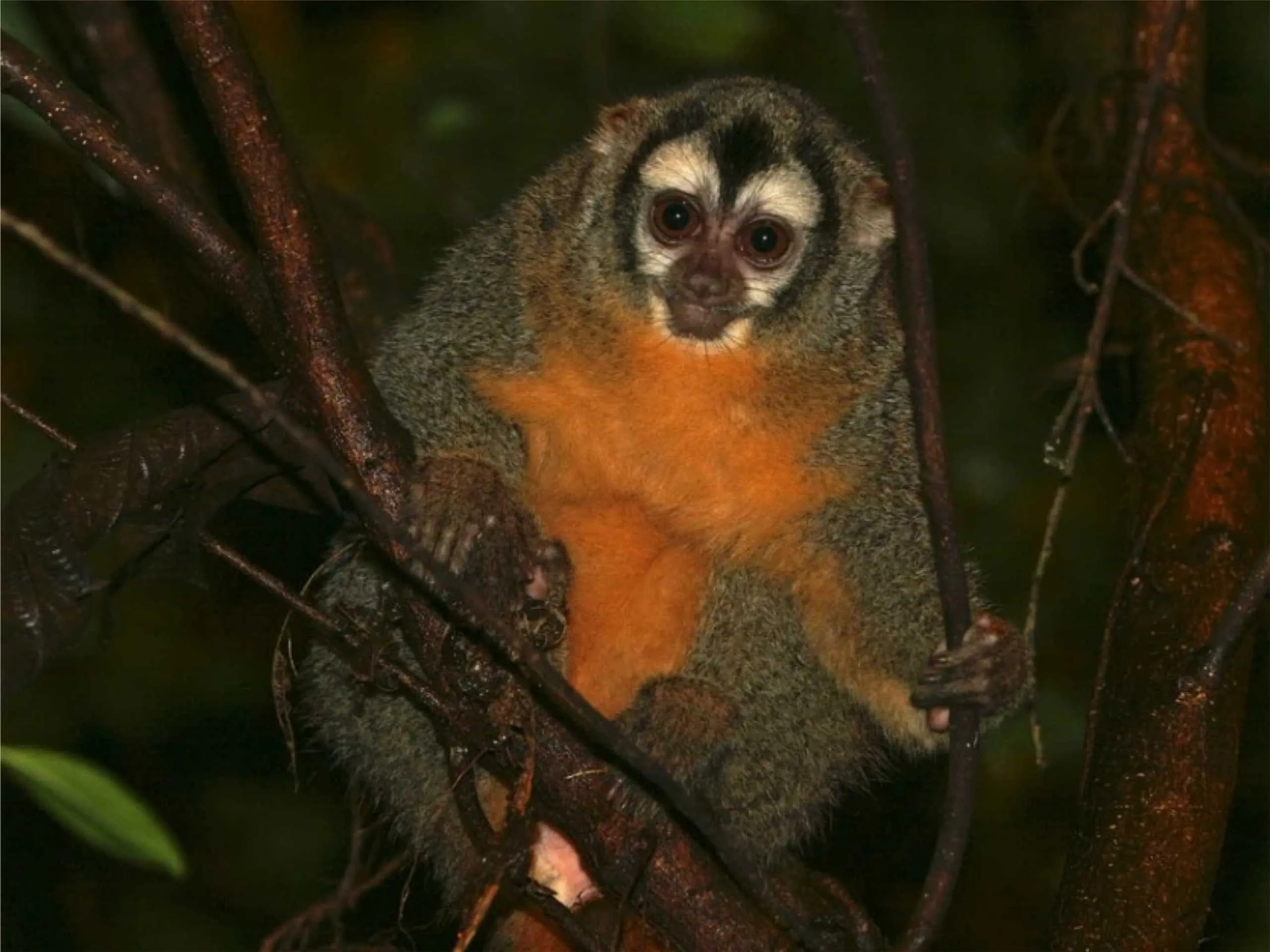 panama monkey