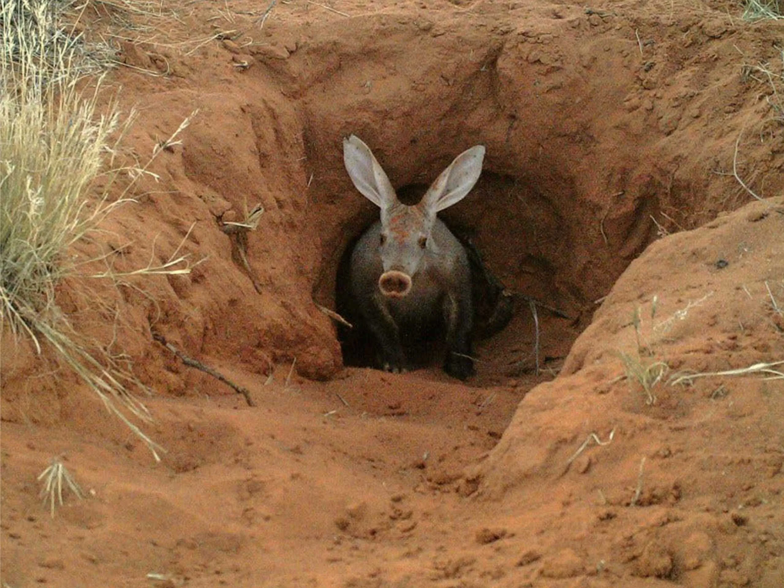 Aardvark 