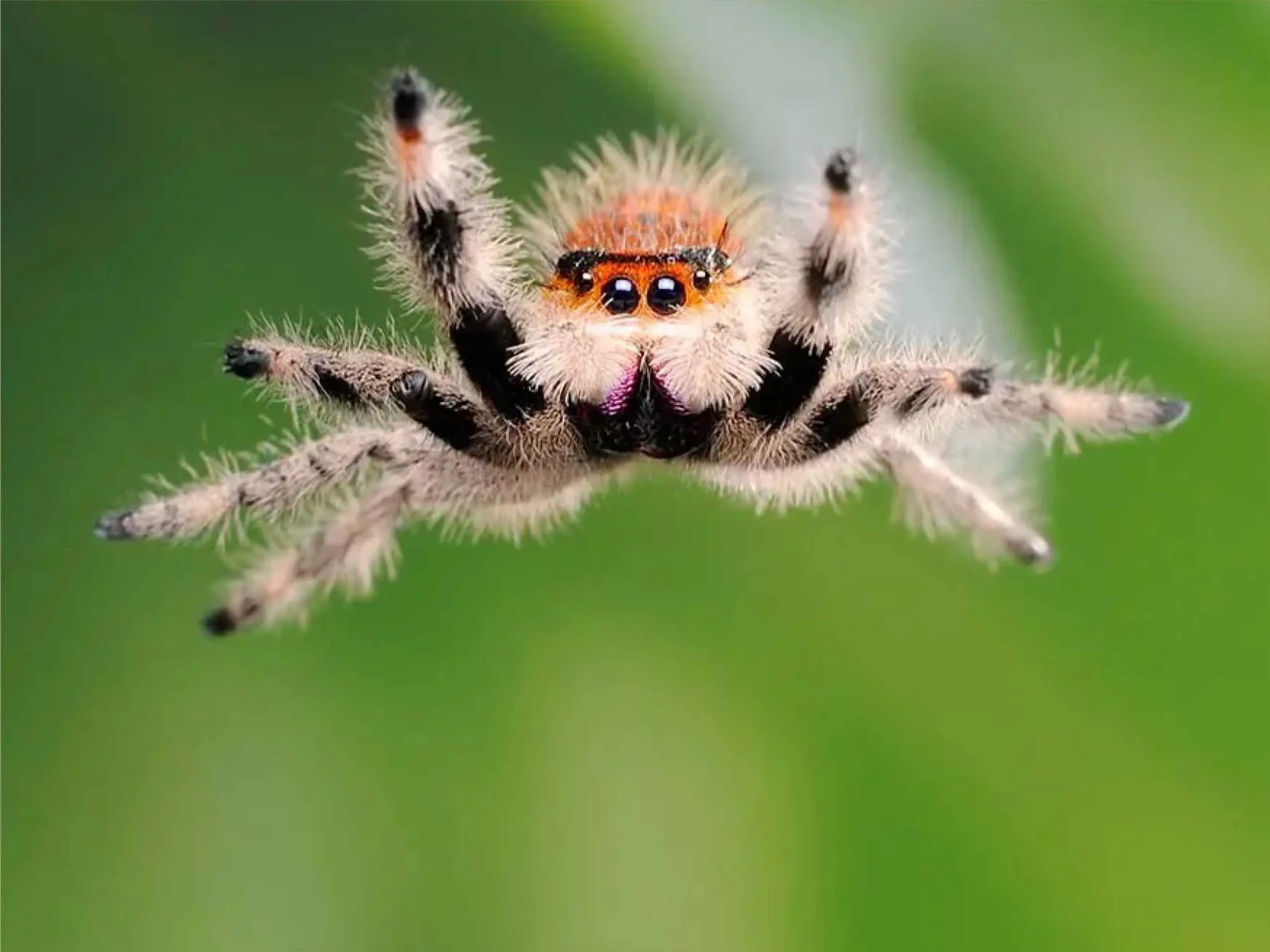 Jumping Spider