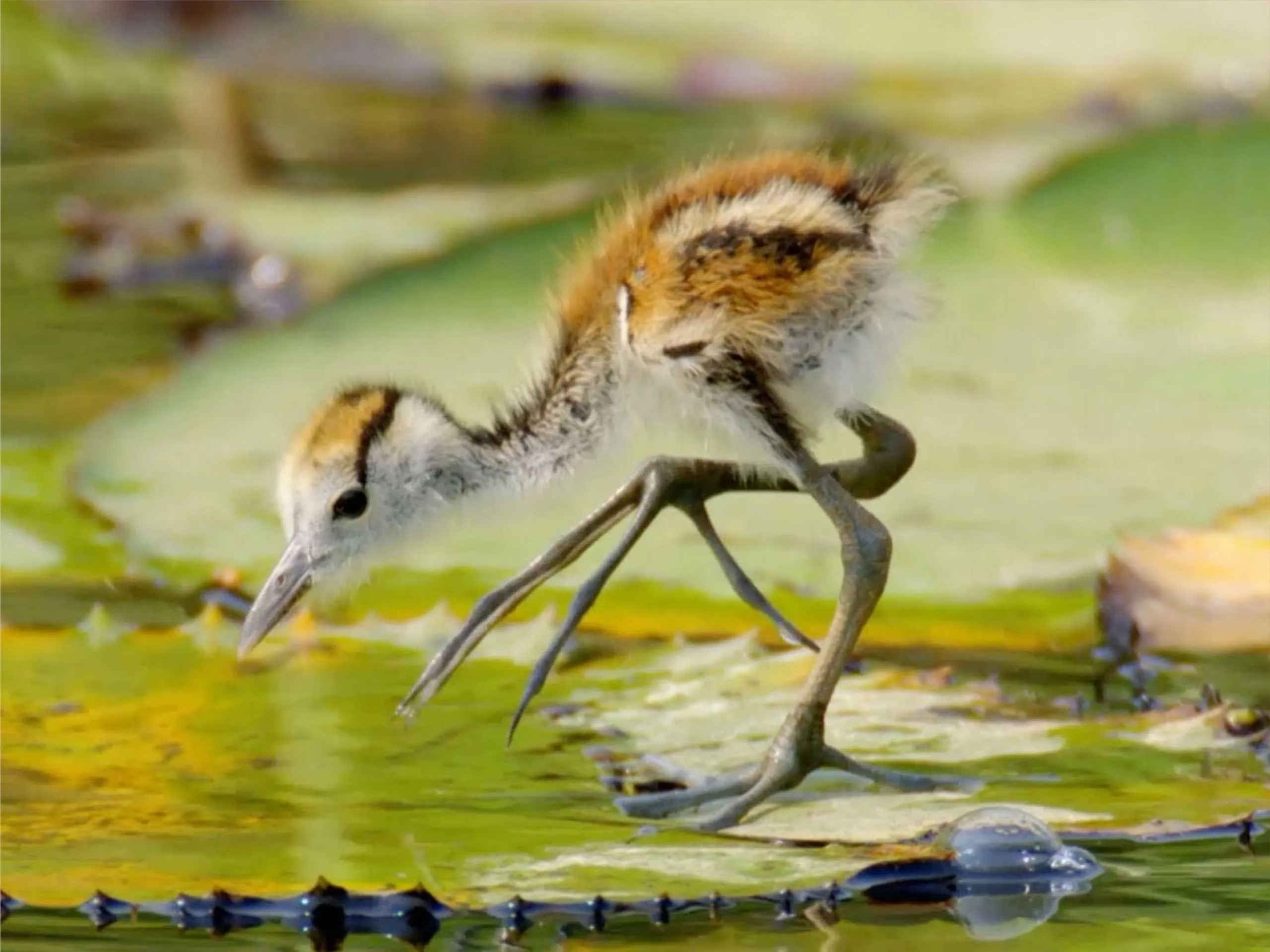 Jacana Baby