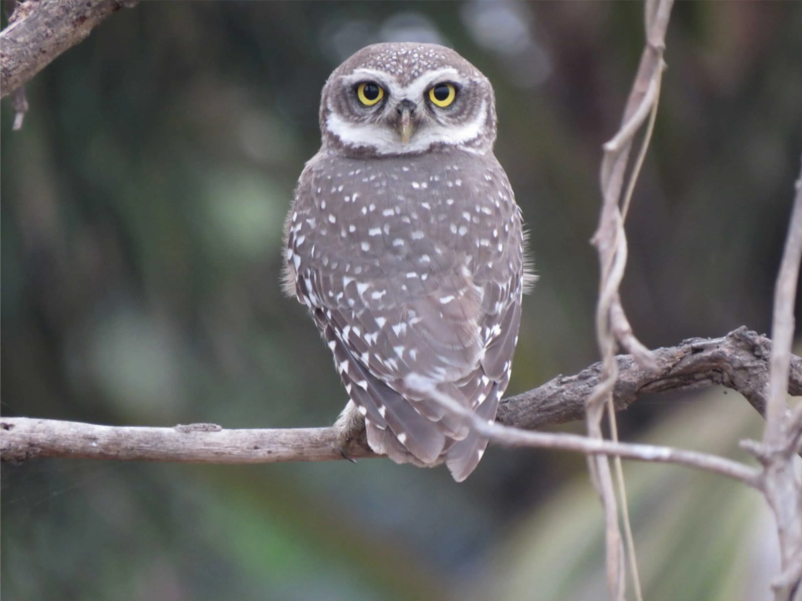 Owl With 180 degree  neck rotation