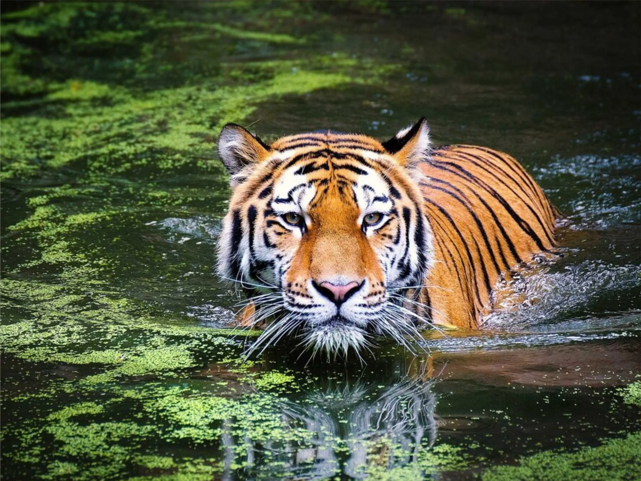 Sunderban 