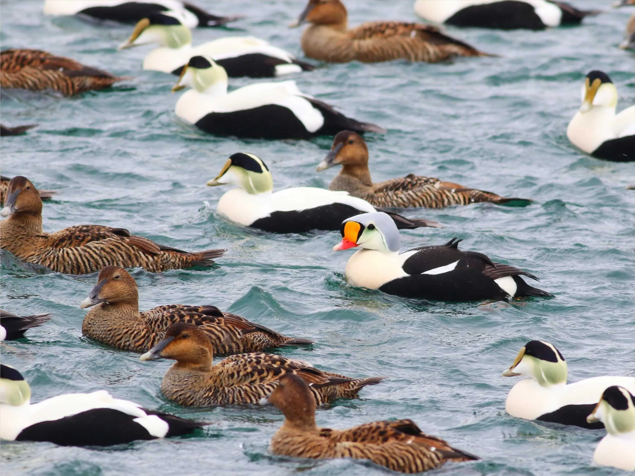 king eider