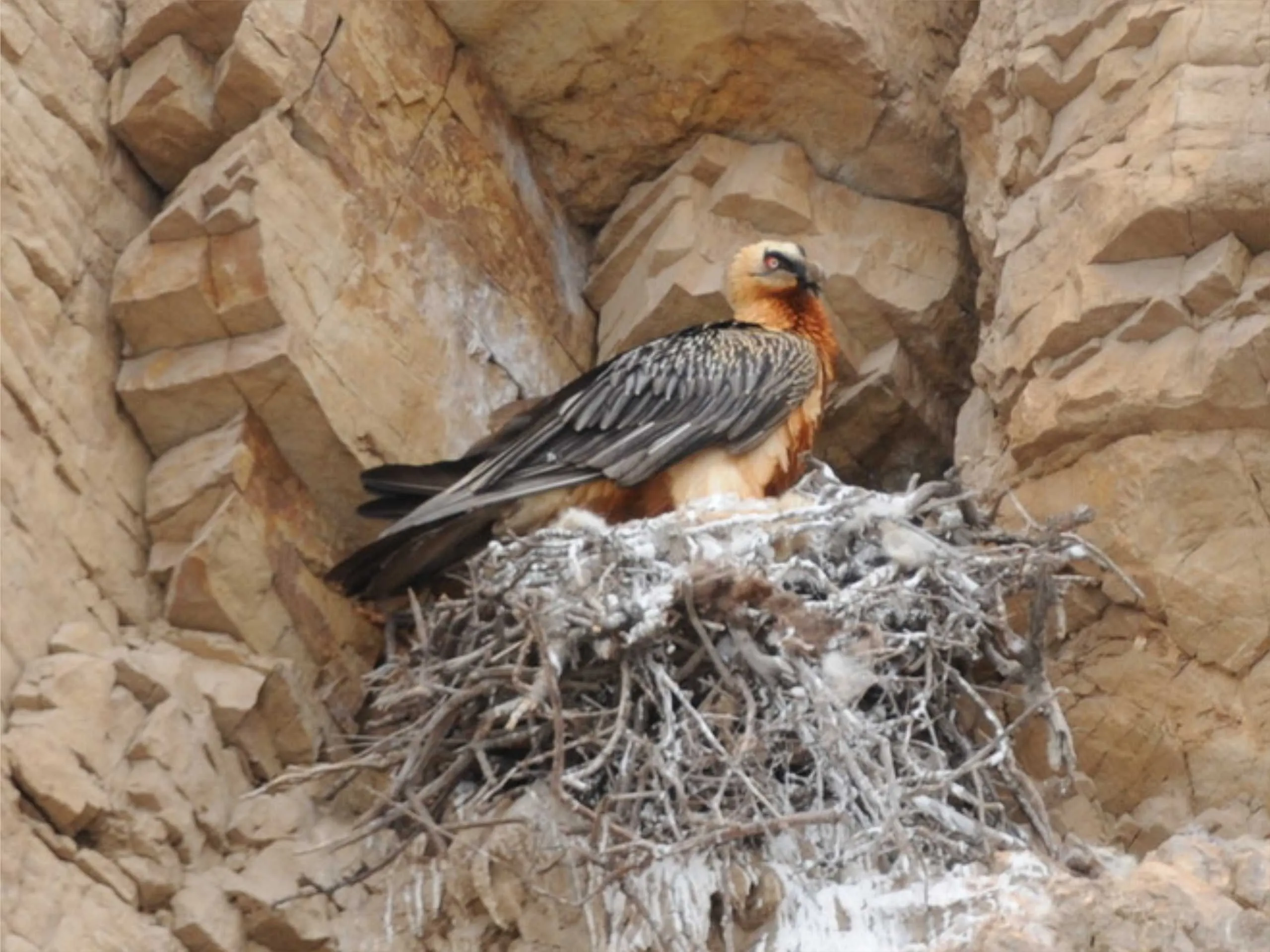 bearded vulture