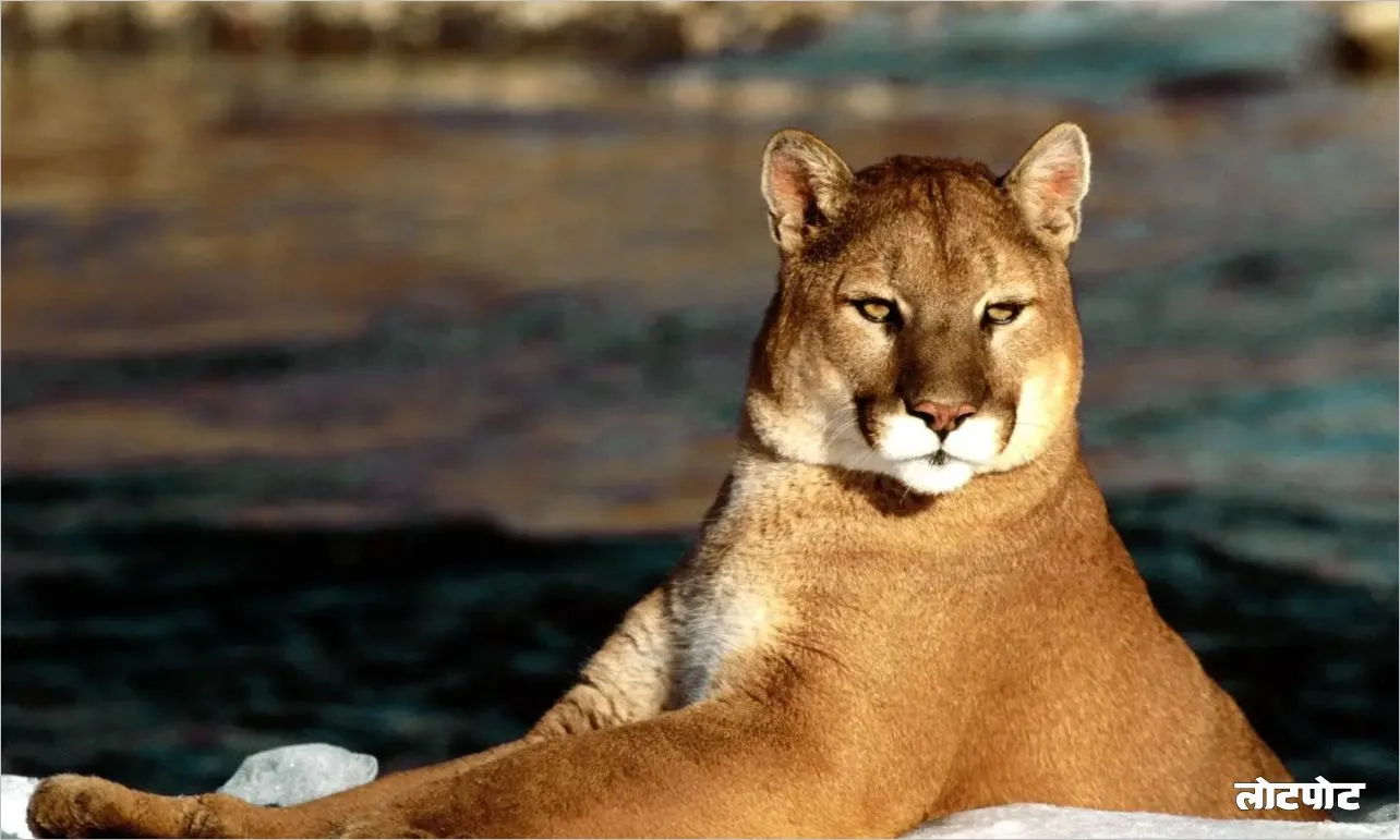 The Puma The Silent Predator of the Jungle The Life Habits and Unique Features of the Puma That Will Stun You