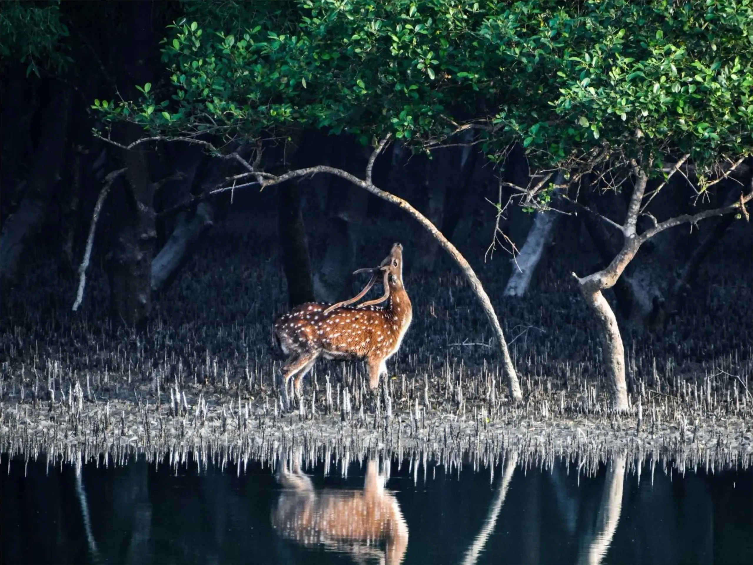 Sunderban 