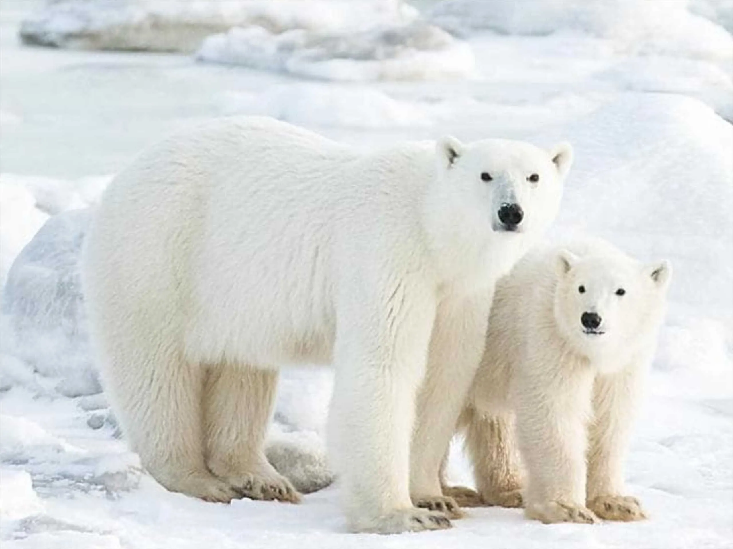 Polar bear In its natural habitat