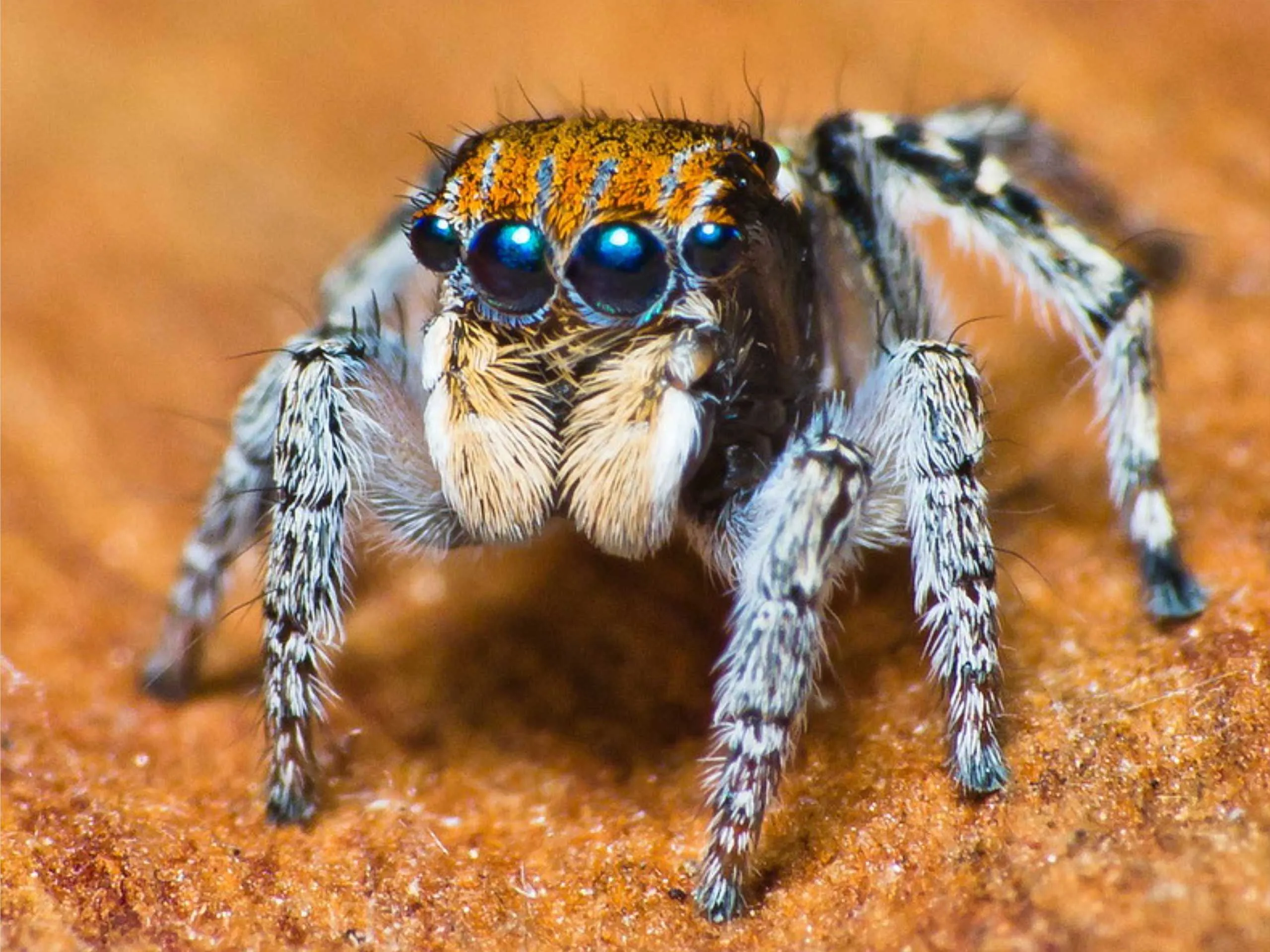 Jumping Spider