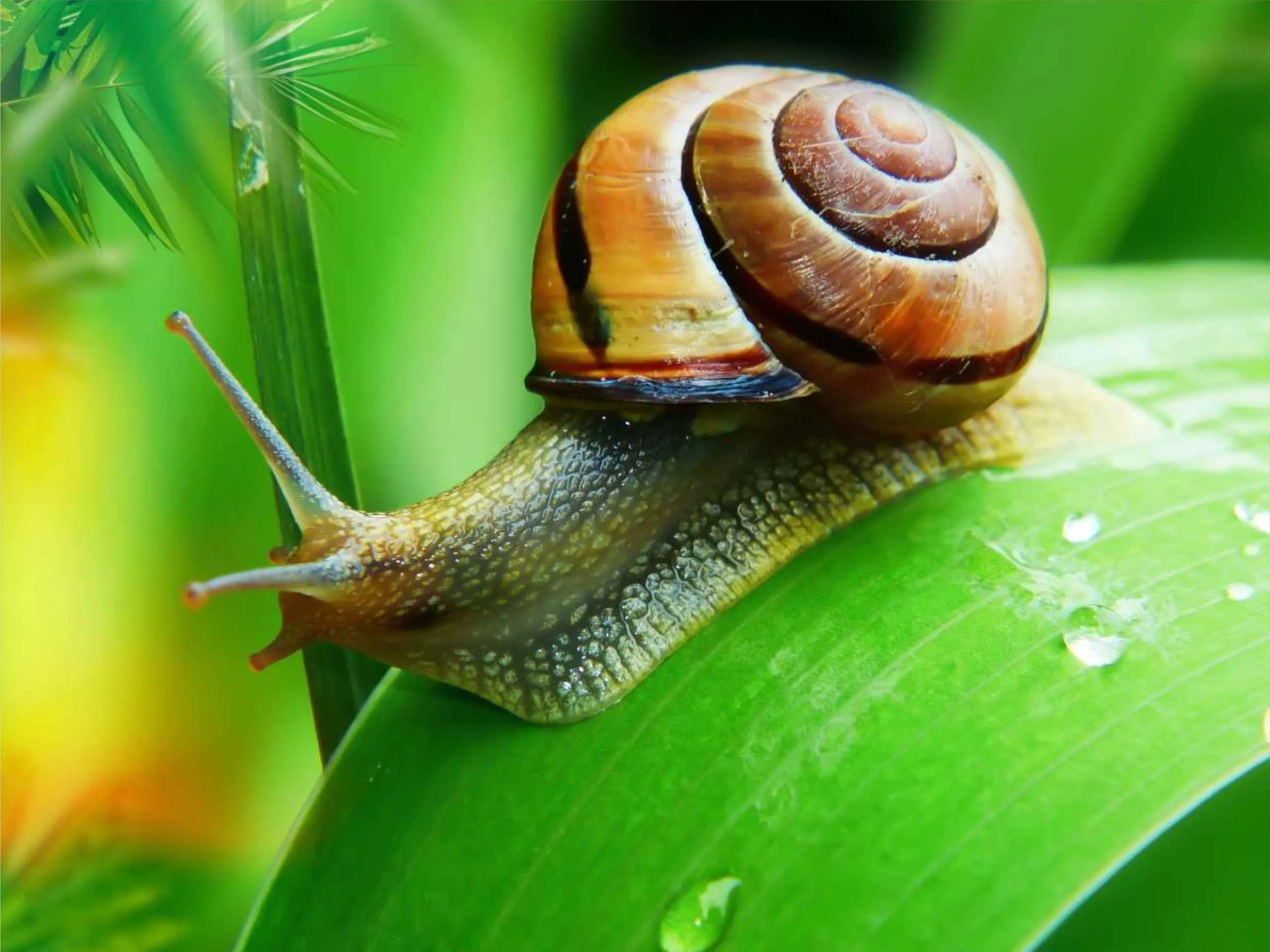 snail