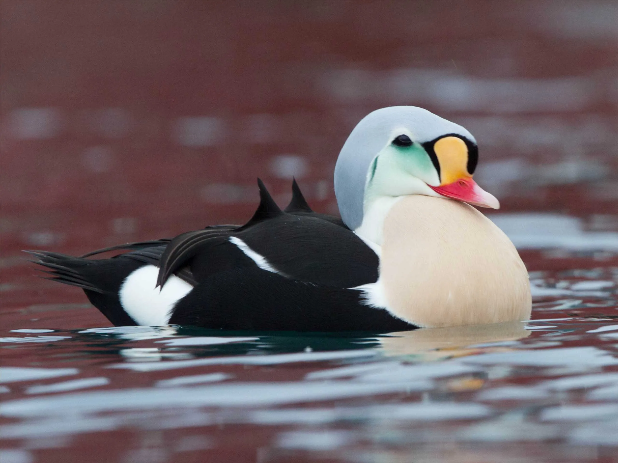 king eider