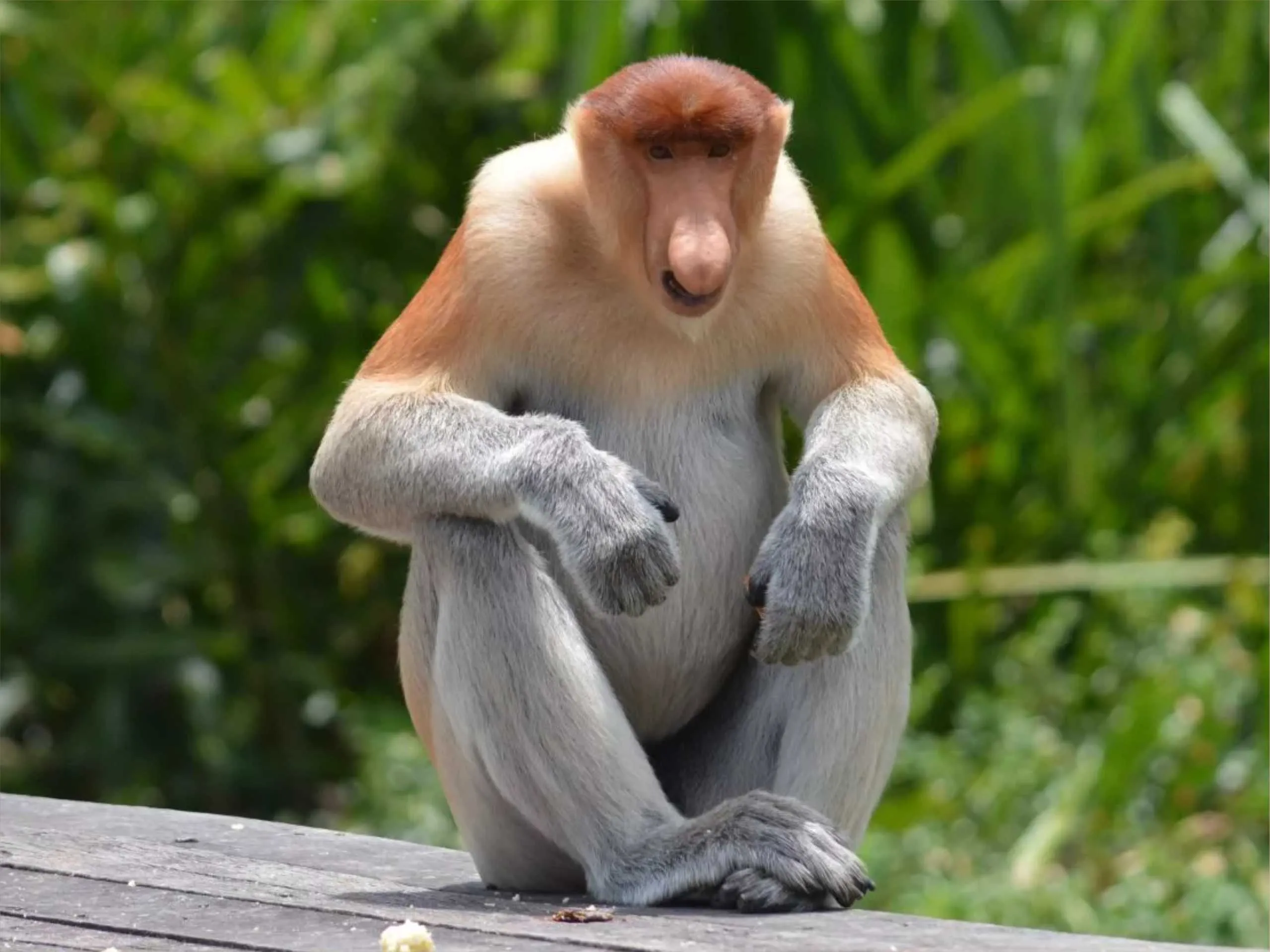 proboscis monkey