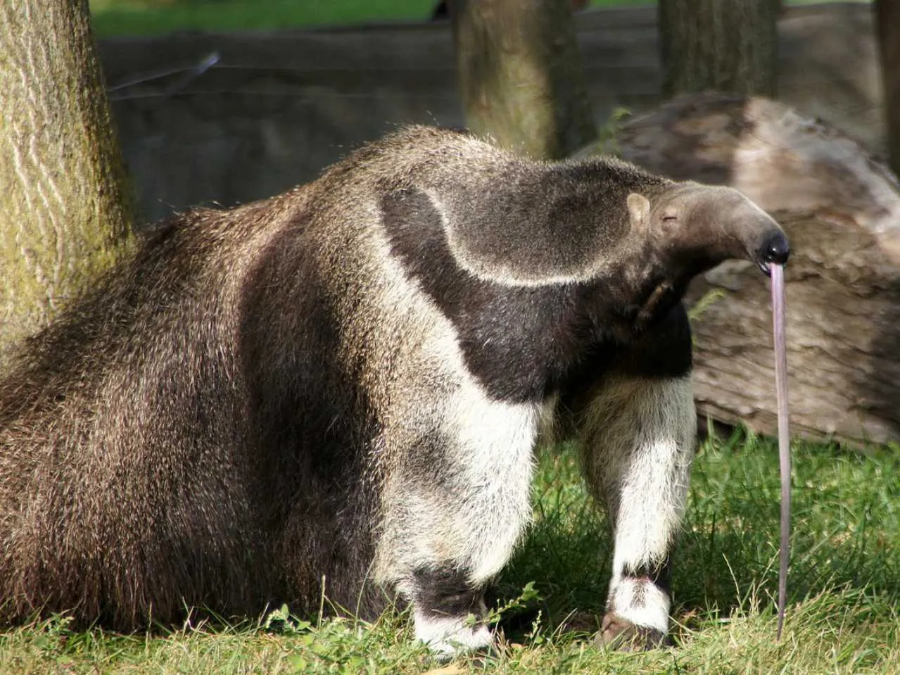 Giant anteater 