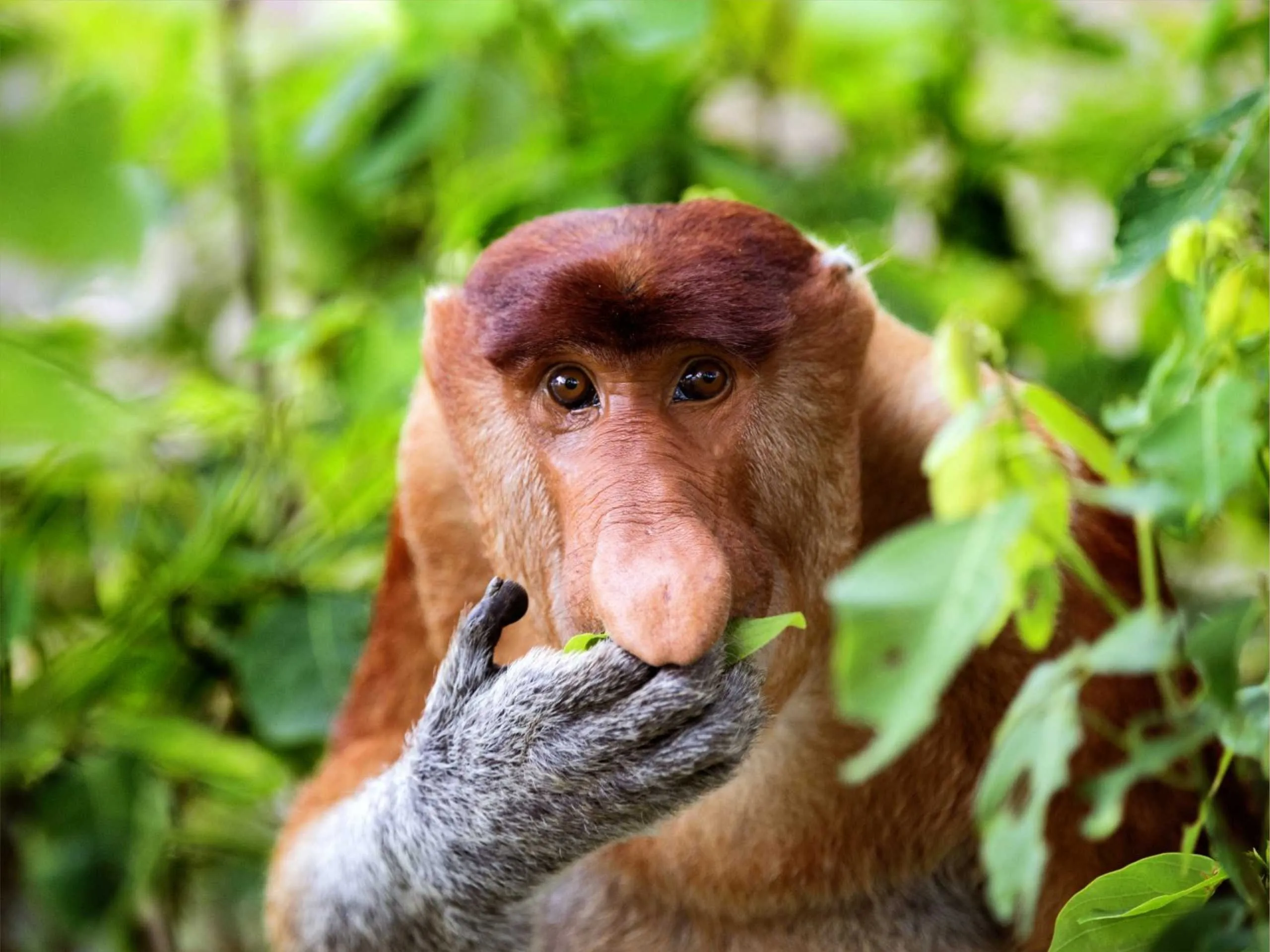 proboscis monkey