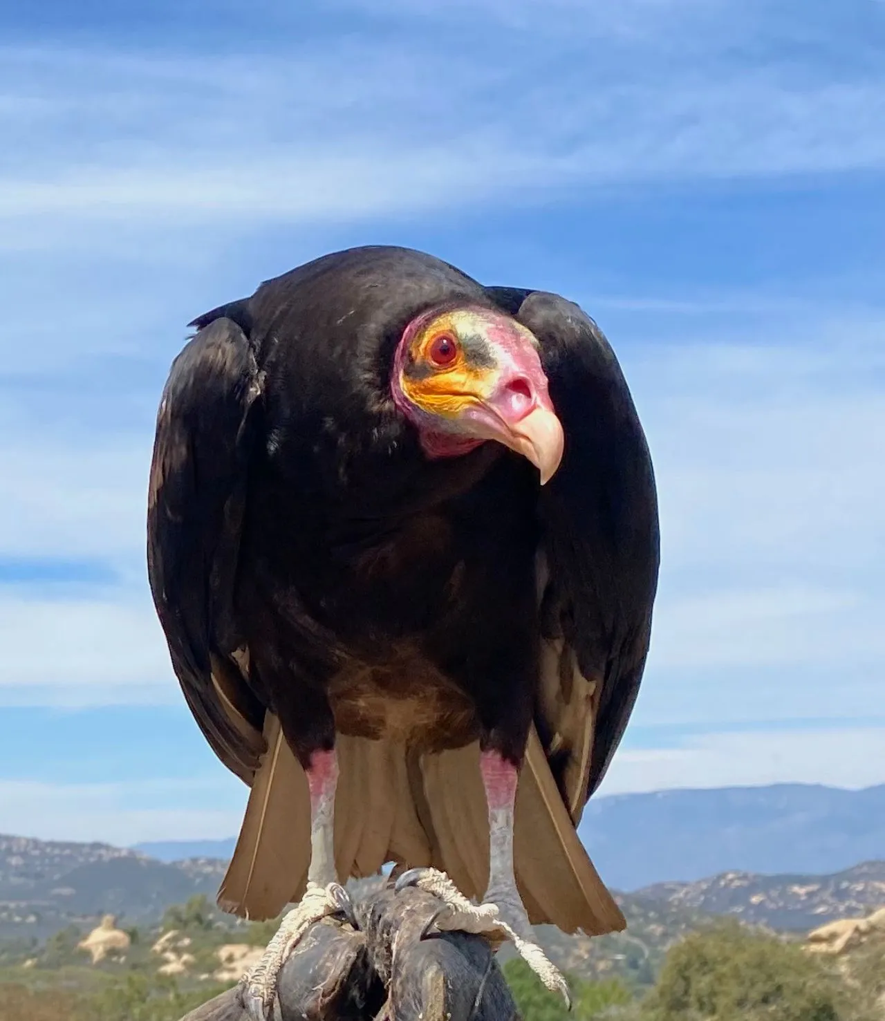 Why are vultures the scavengers of our forests Know interesting things