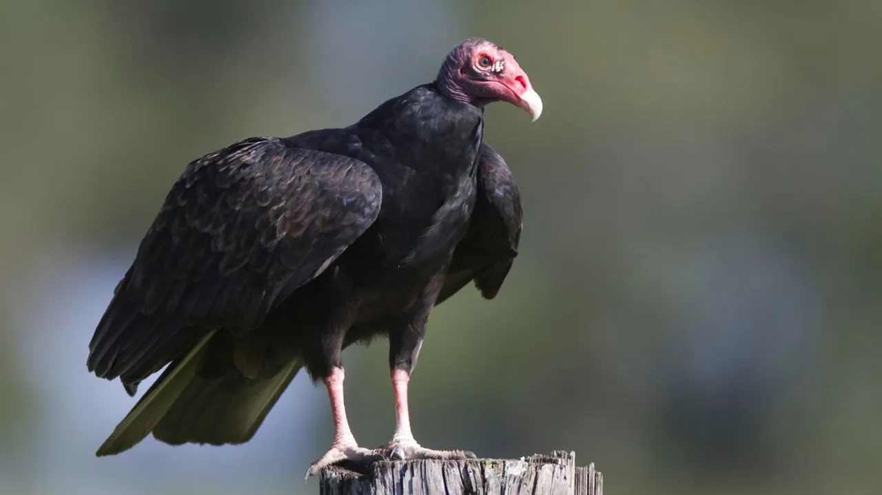 Why are vultures the scavengers of our forests Know interesting things