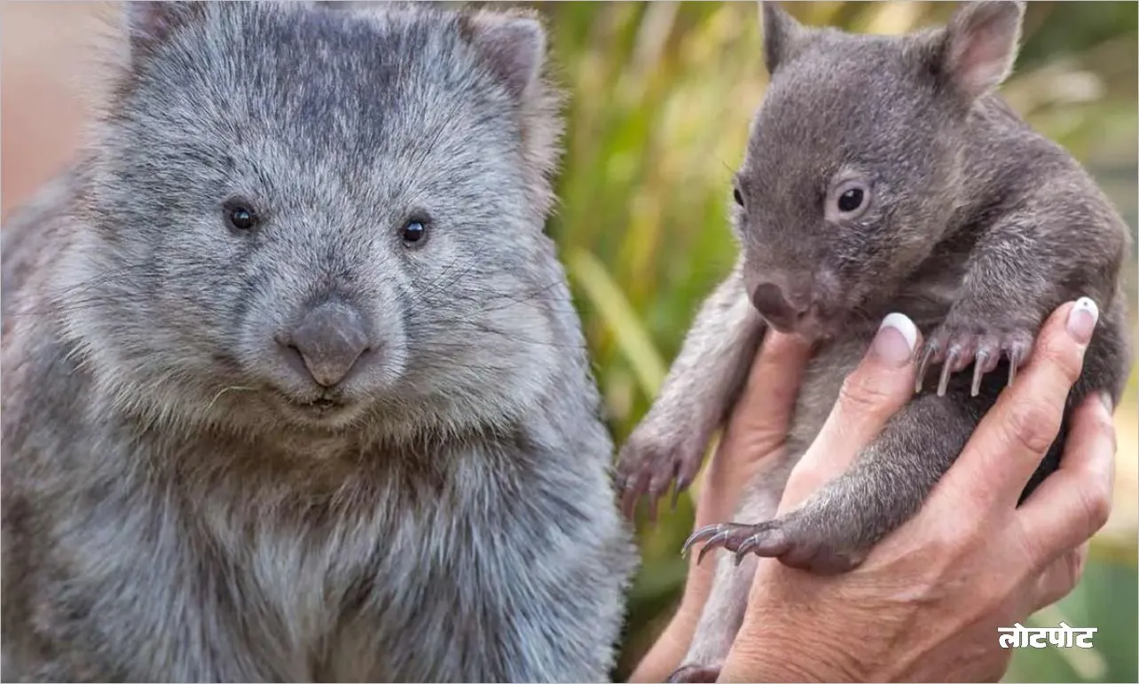 Wombat Earth little diggers and their unique qualities